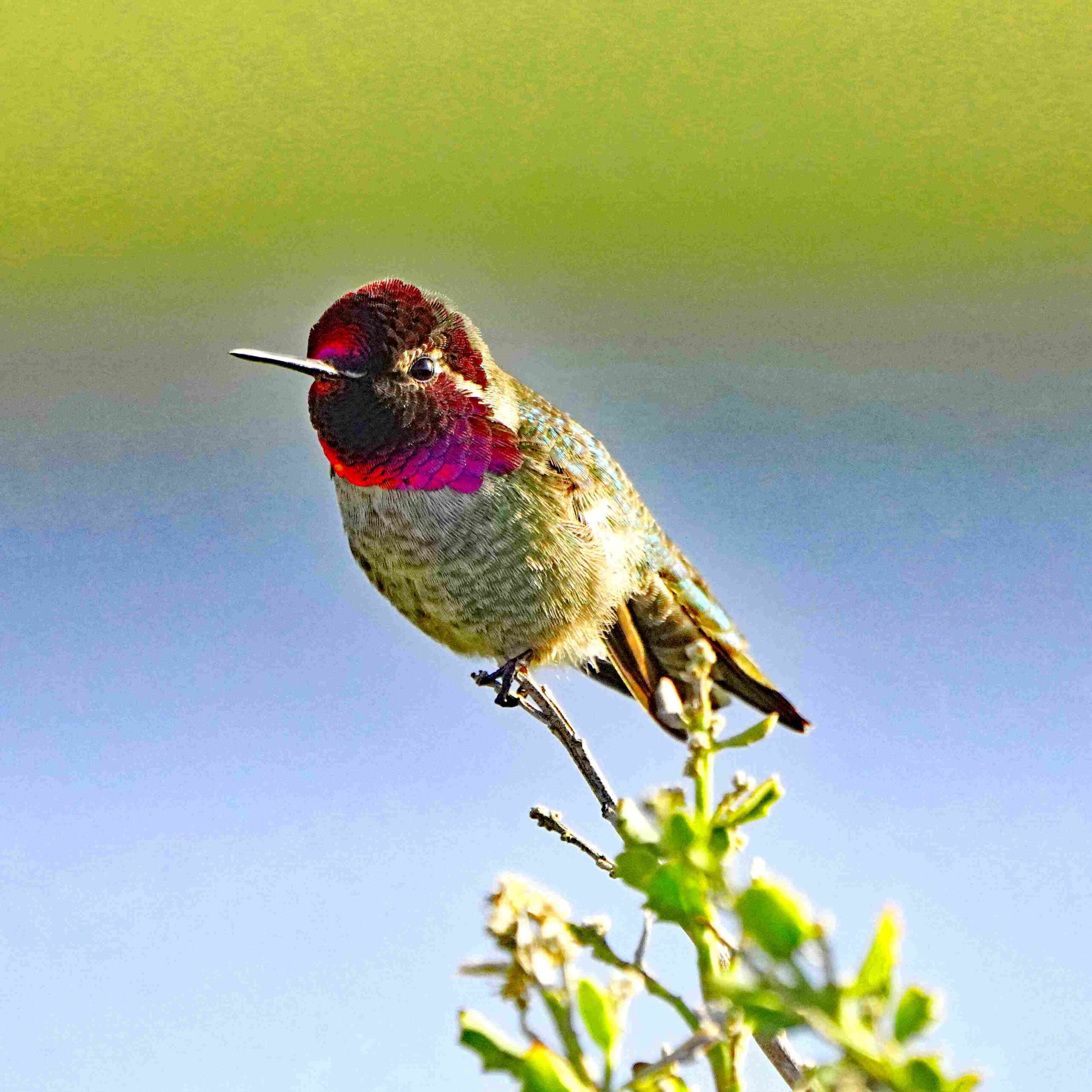 Anna's Hummingbird