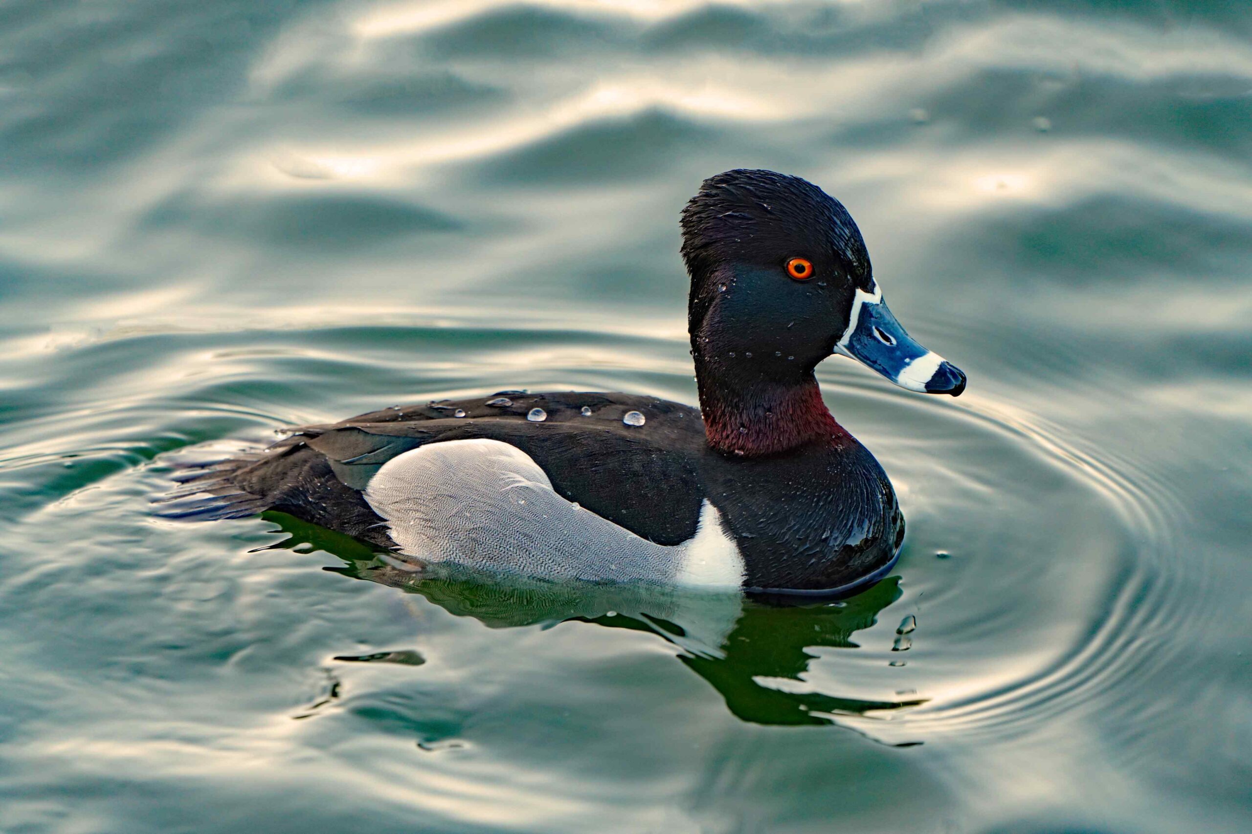 Ring-necked Duck