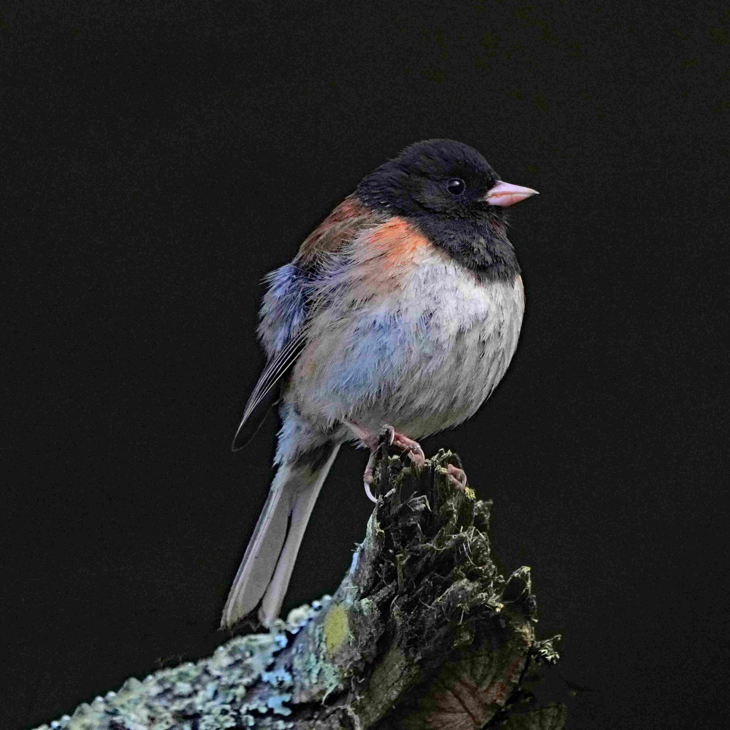Dark-eyed Junco