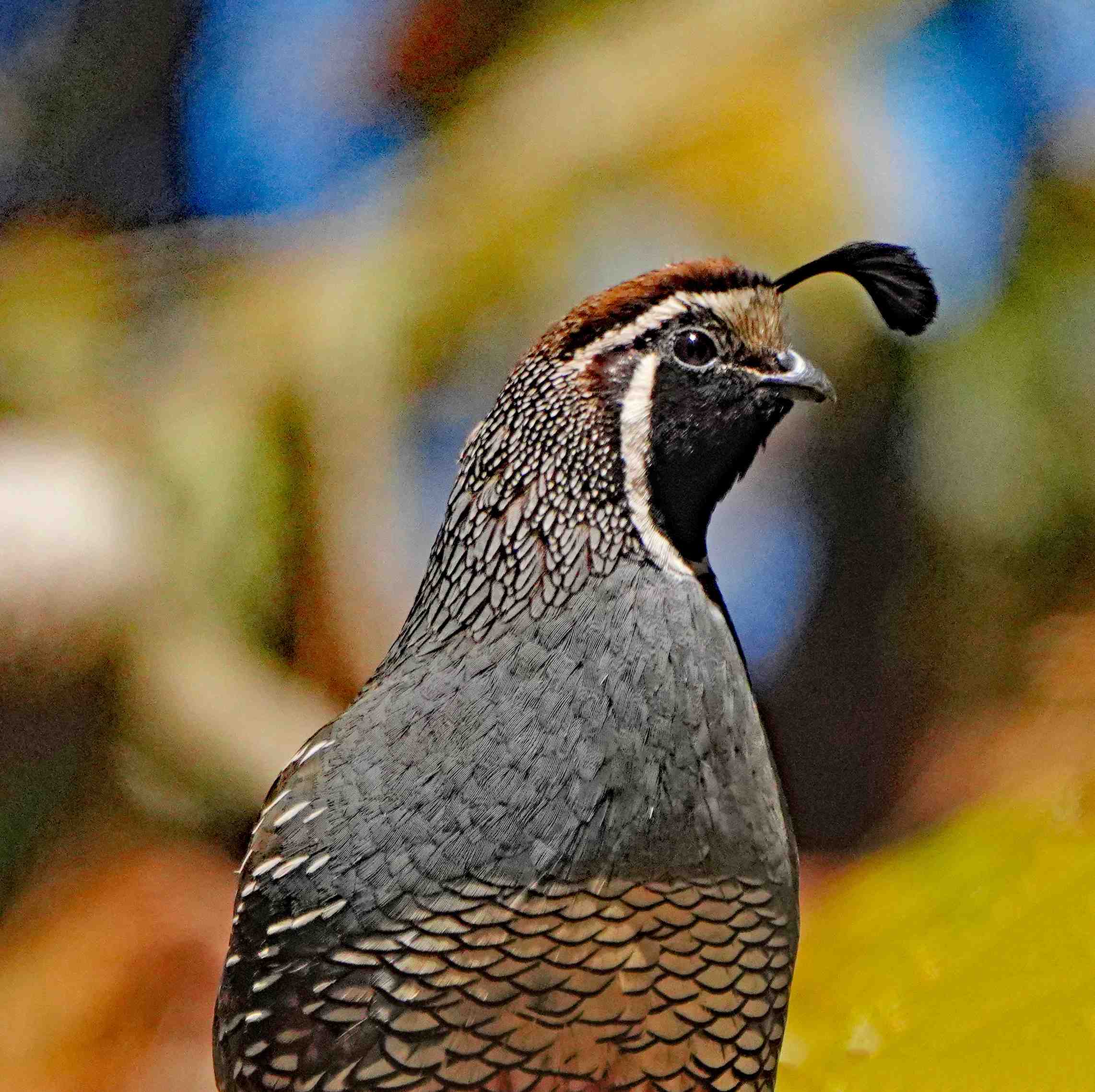 California Quail