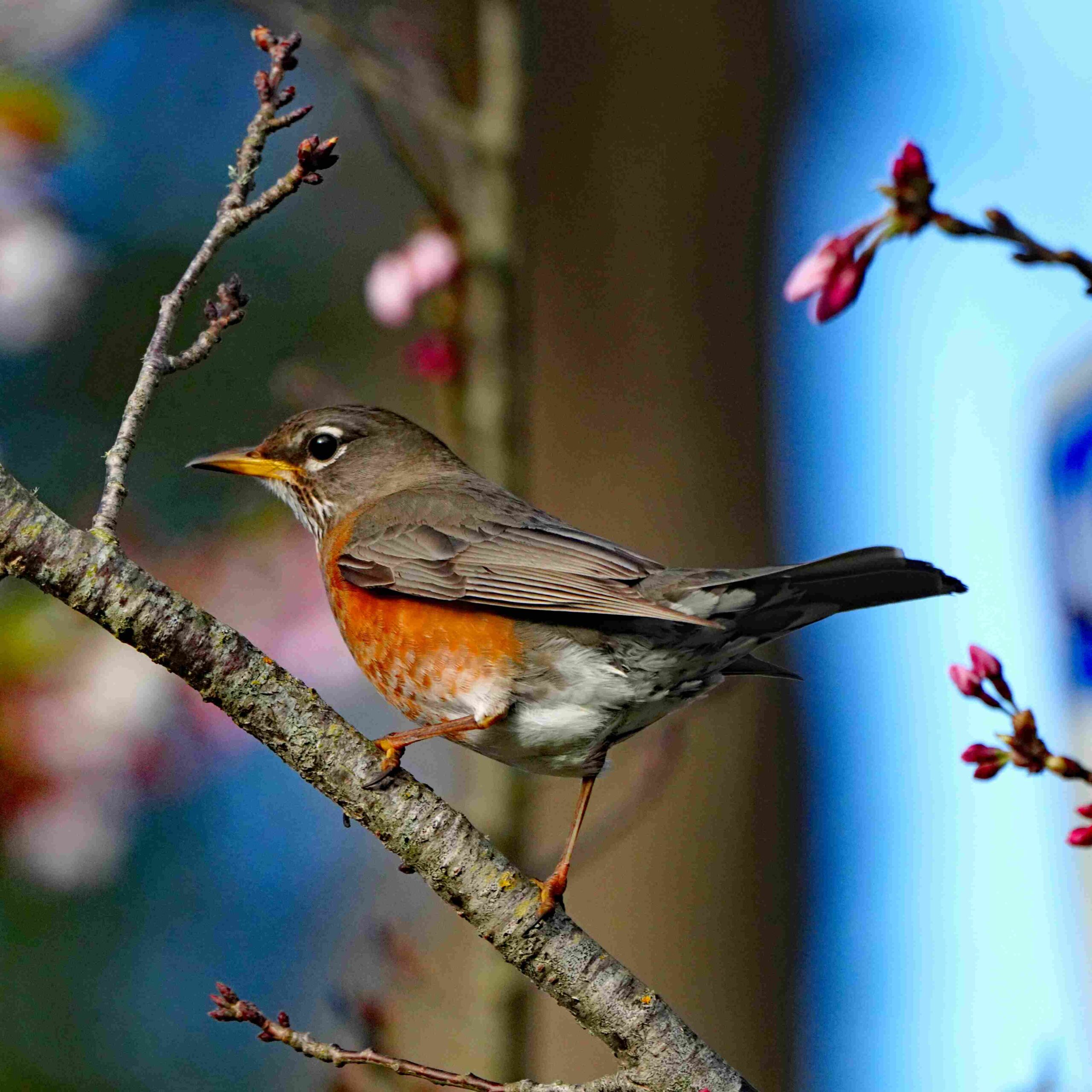 American Robin