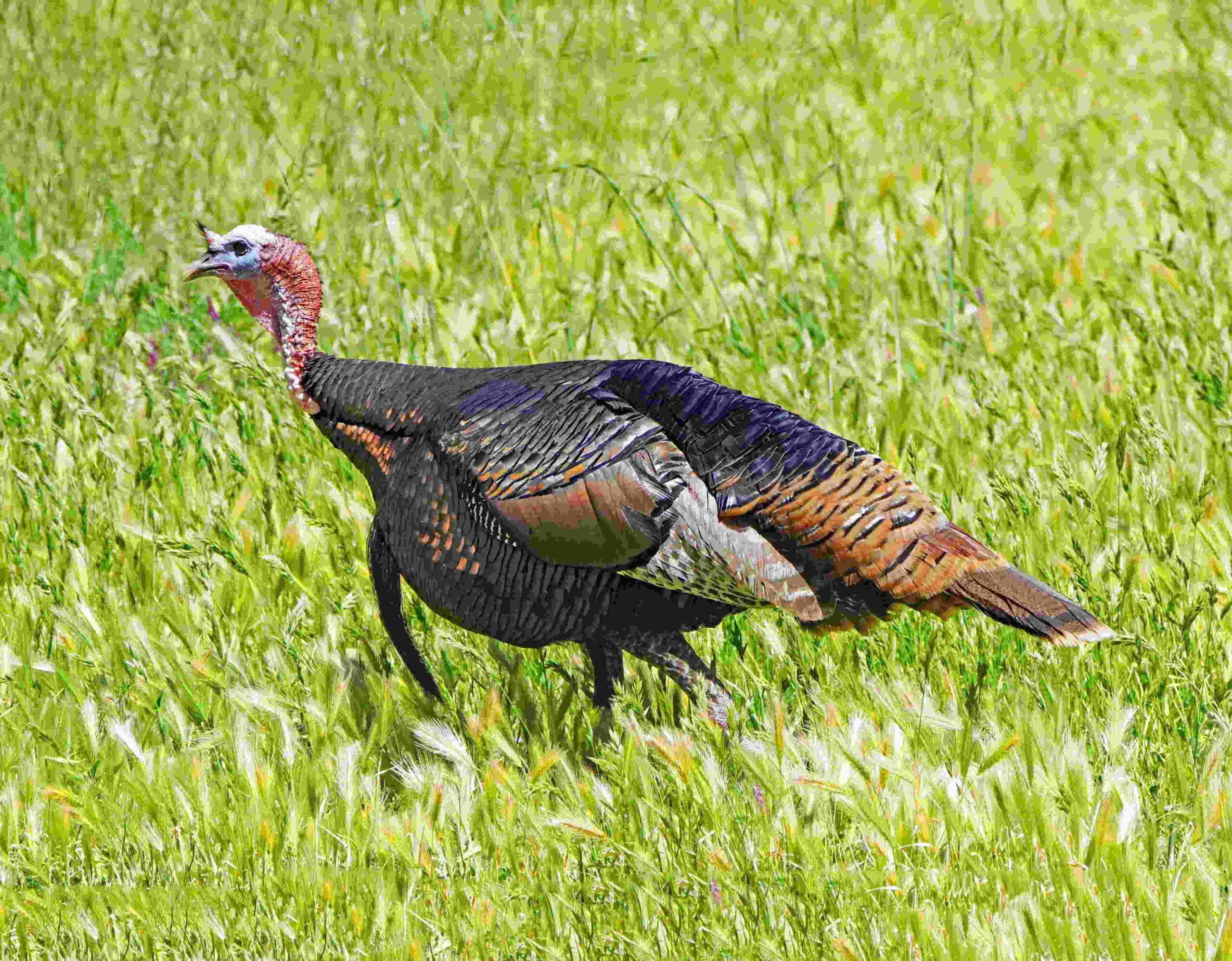 Wild Turkey