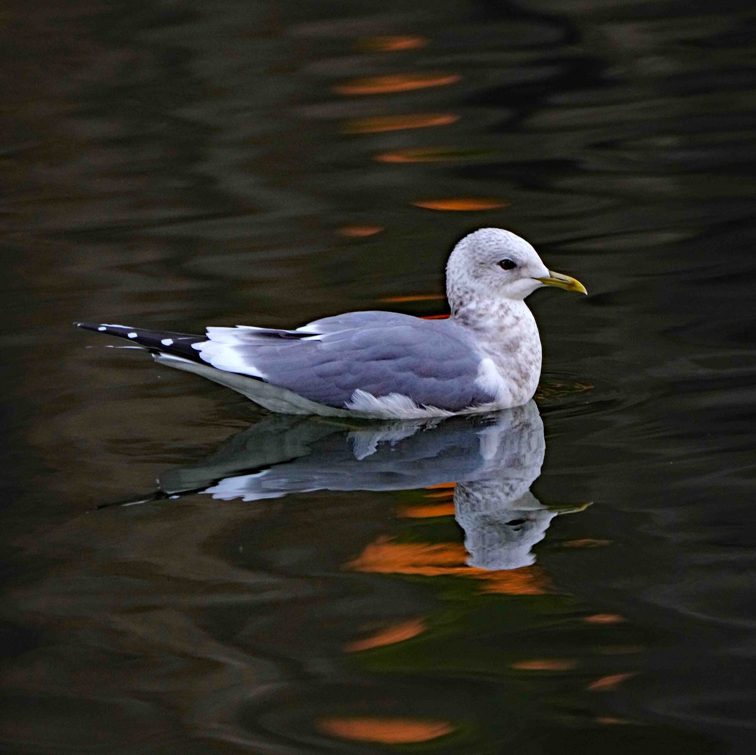 Short-billed gull