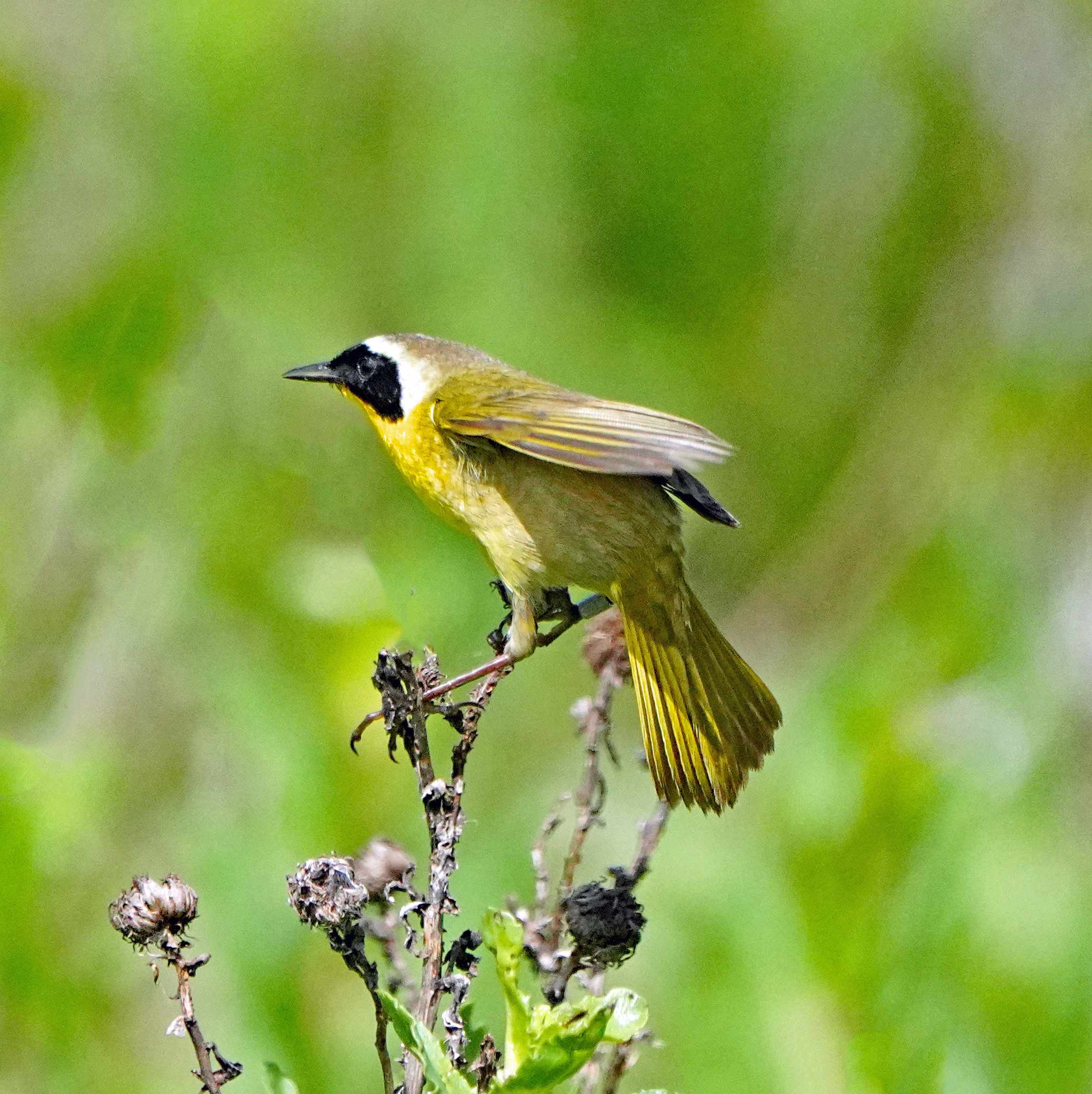 Common Yellowthroat