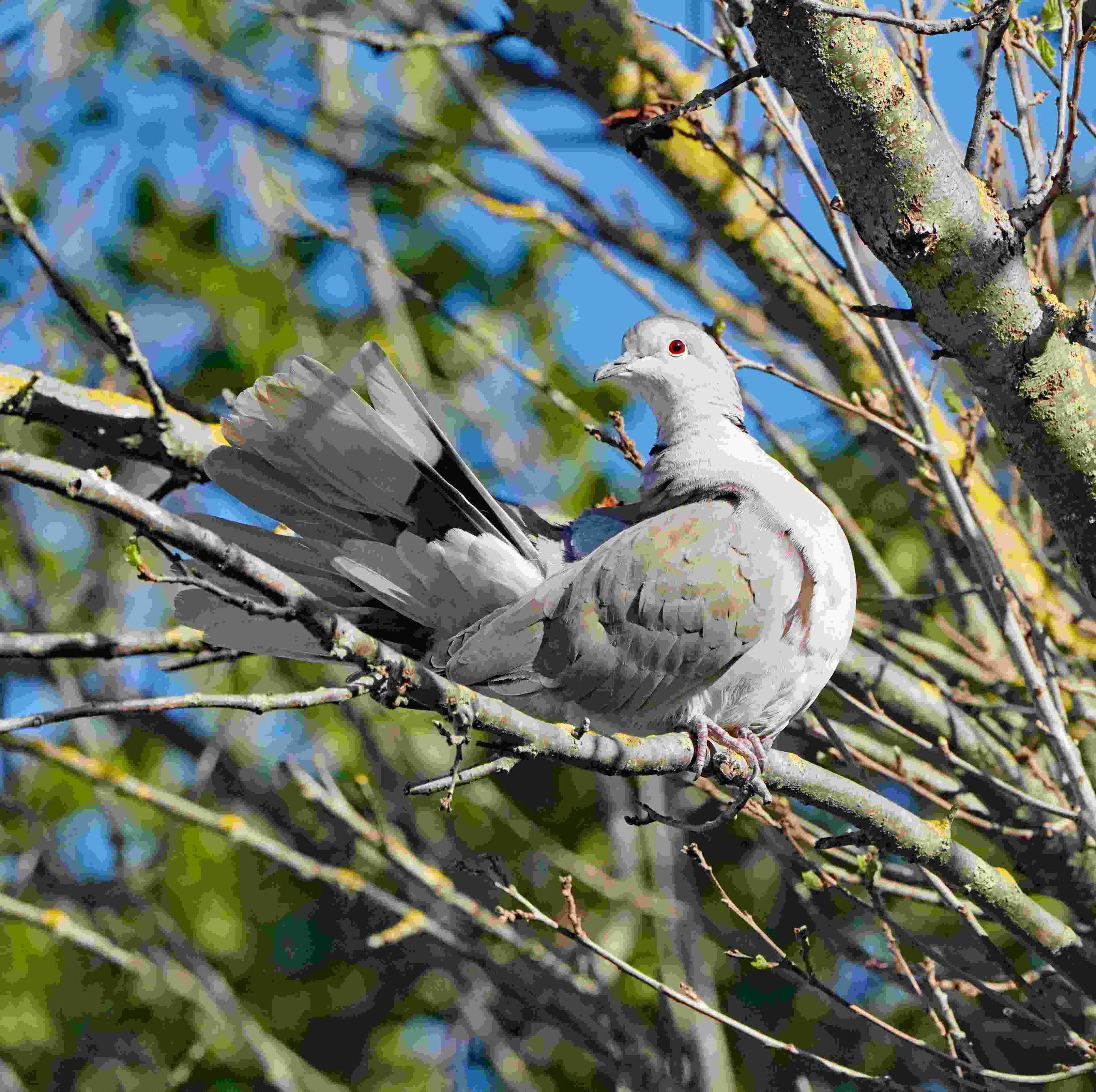 Eurasian Collared Dove