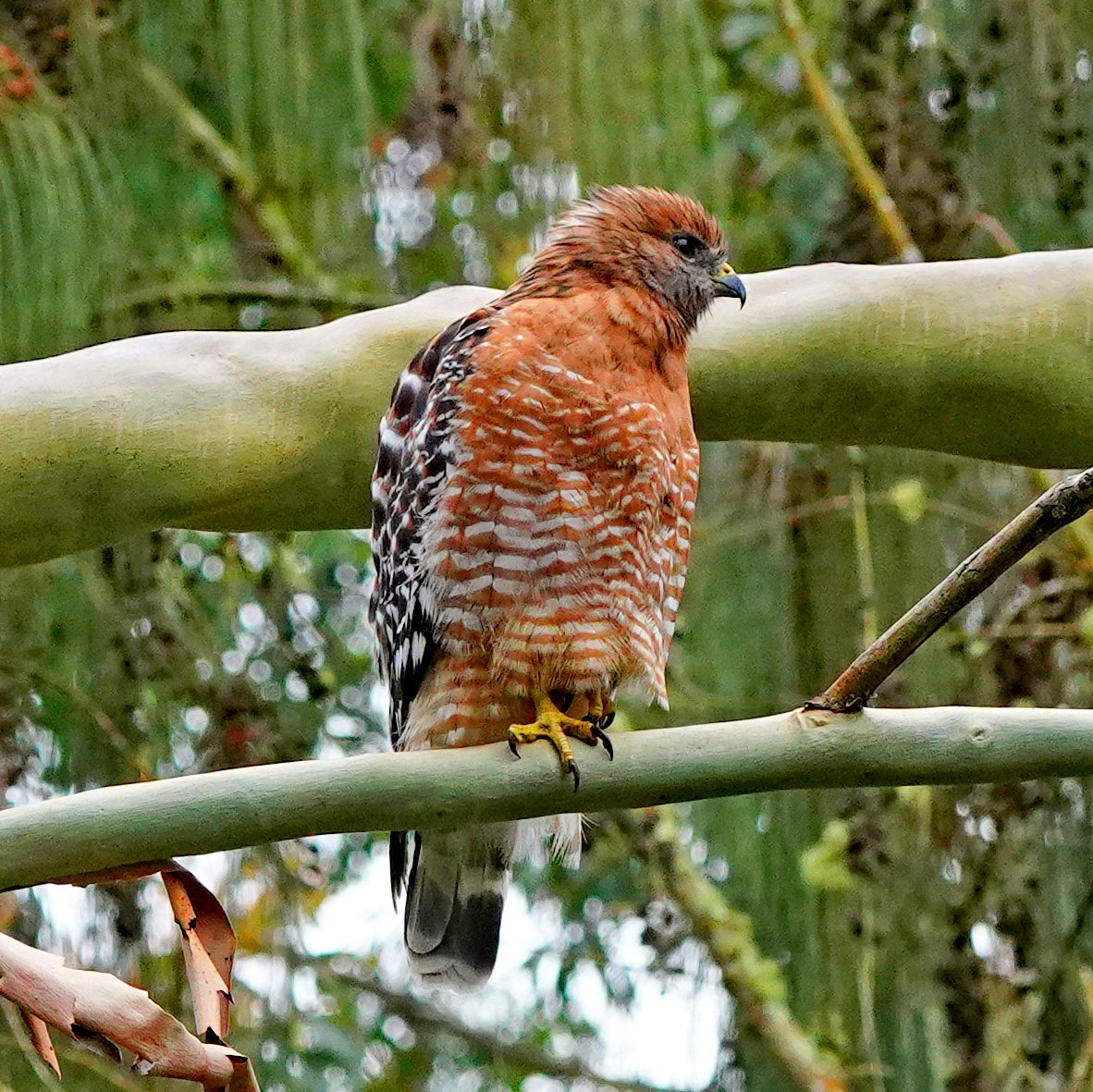Red-shouldered Hawk