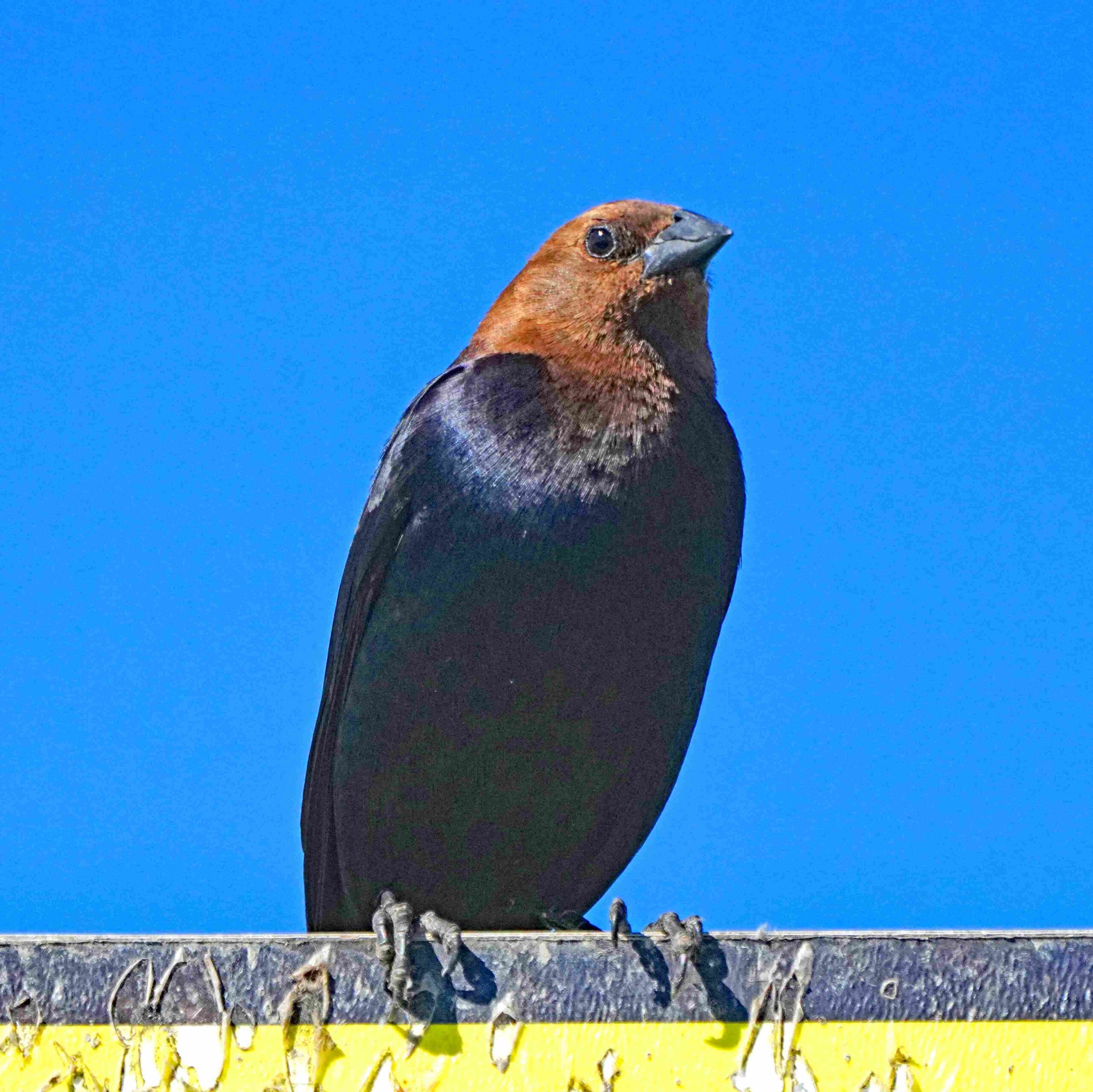 Brown-headed Cowbird