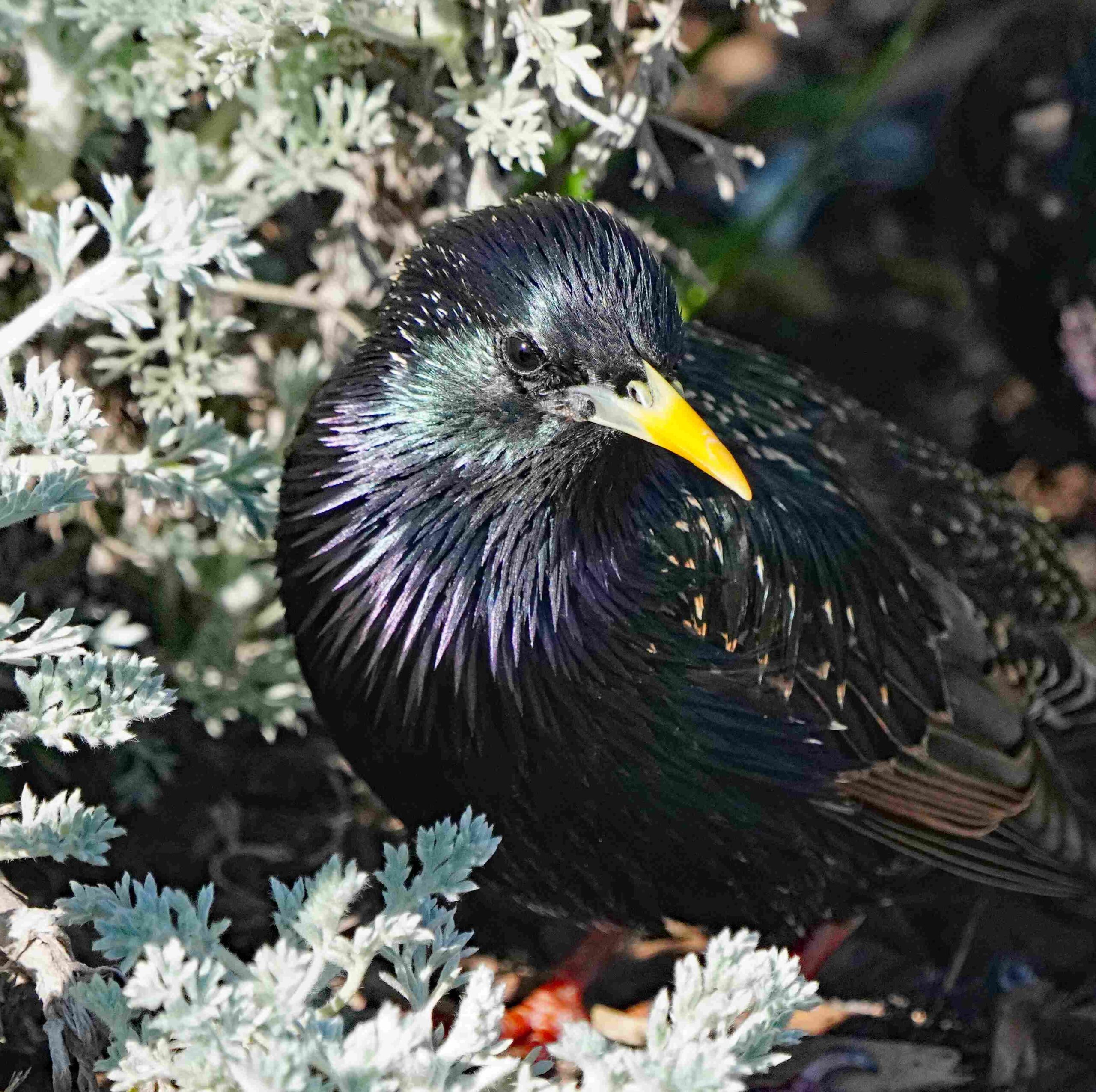 European Starling