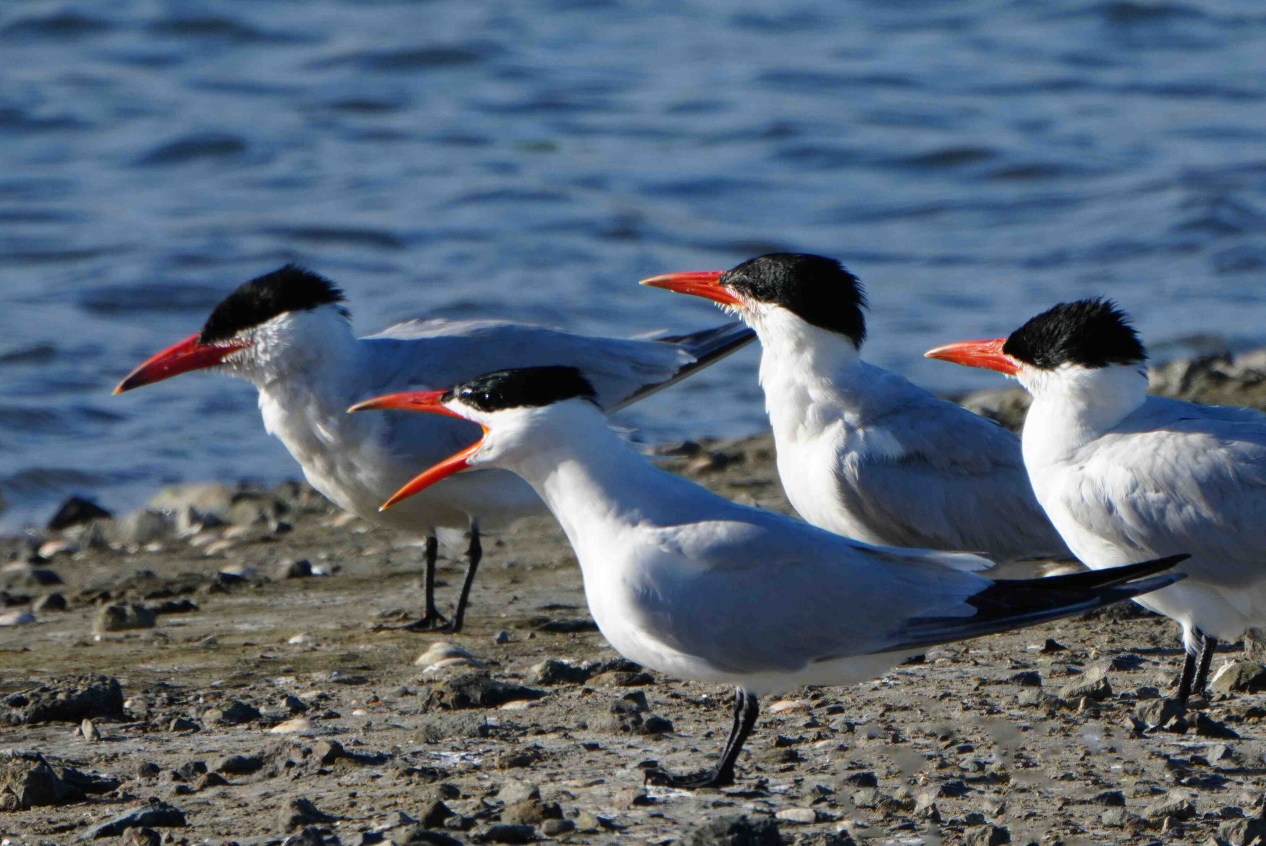 Caspian Tern