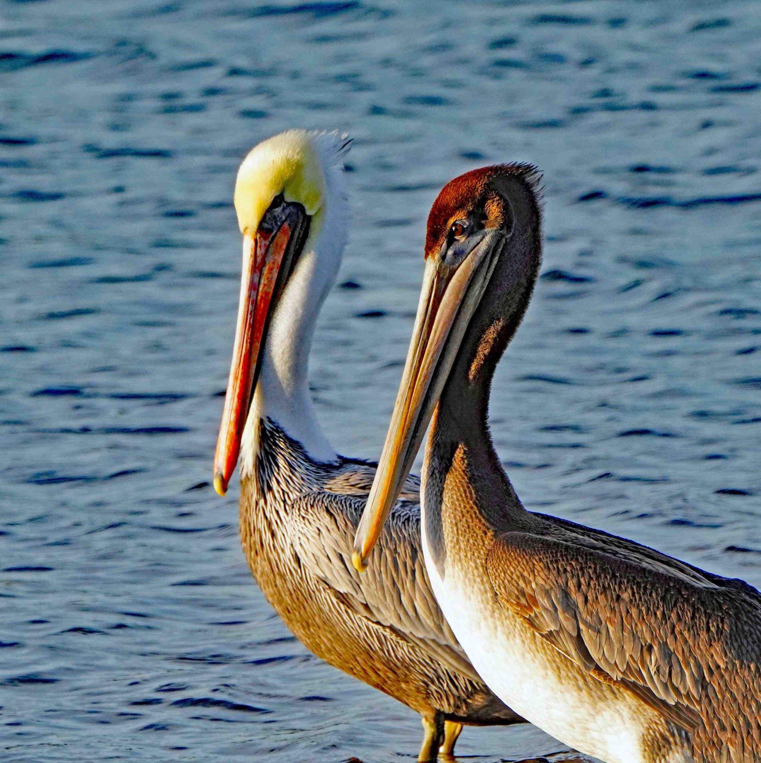 Brown Pelican