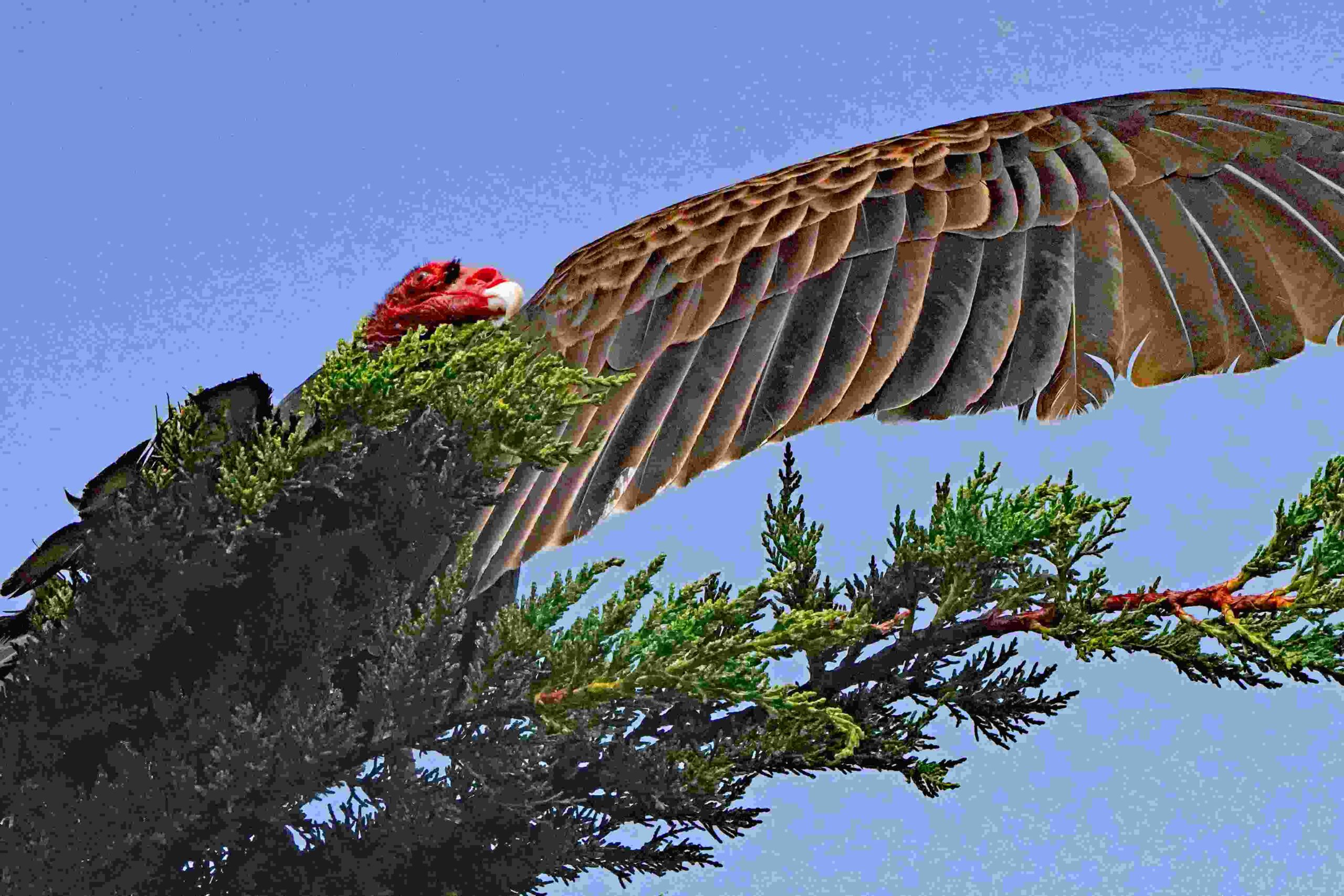 Turkey Vulture