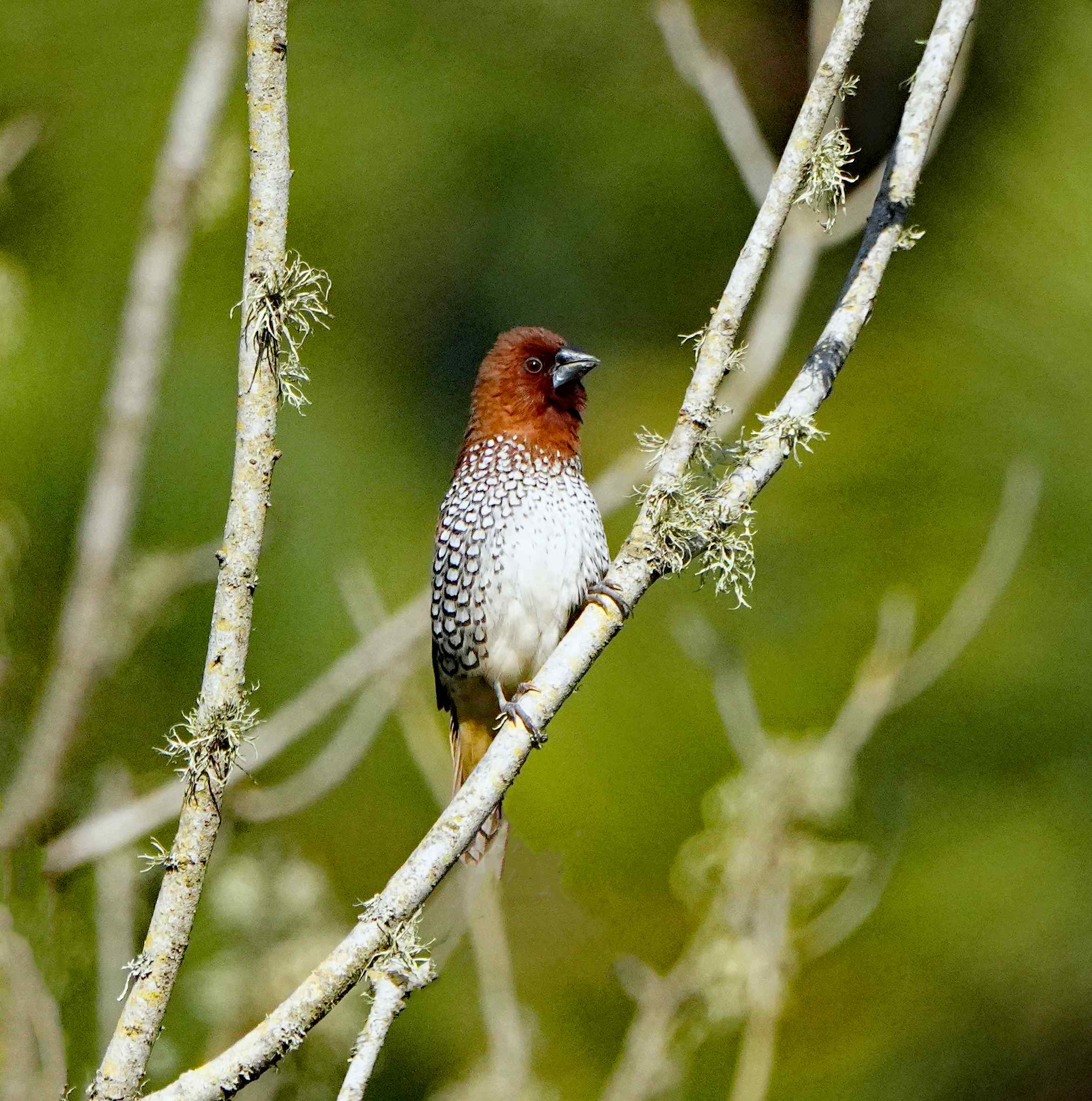 Scaly-breasted Munia