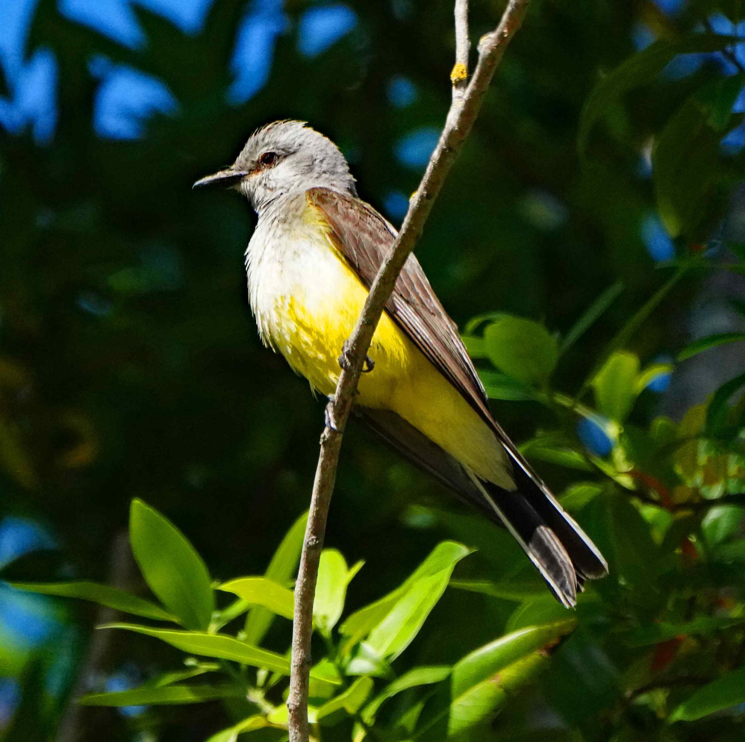 Western Kingbird