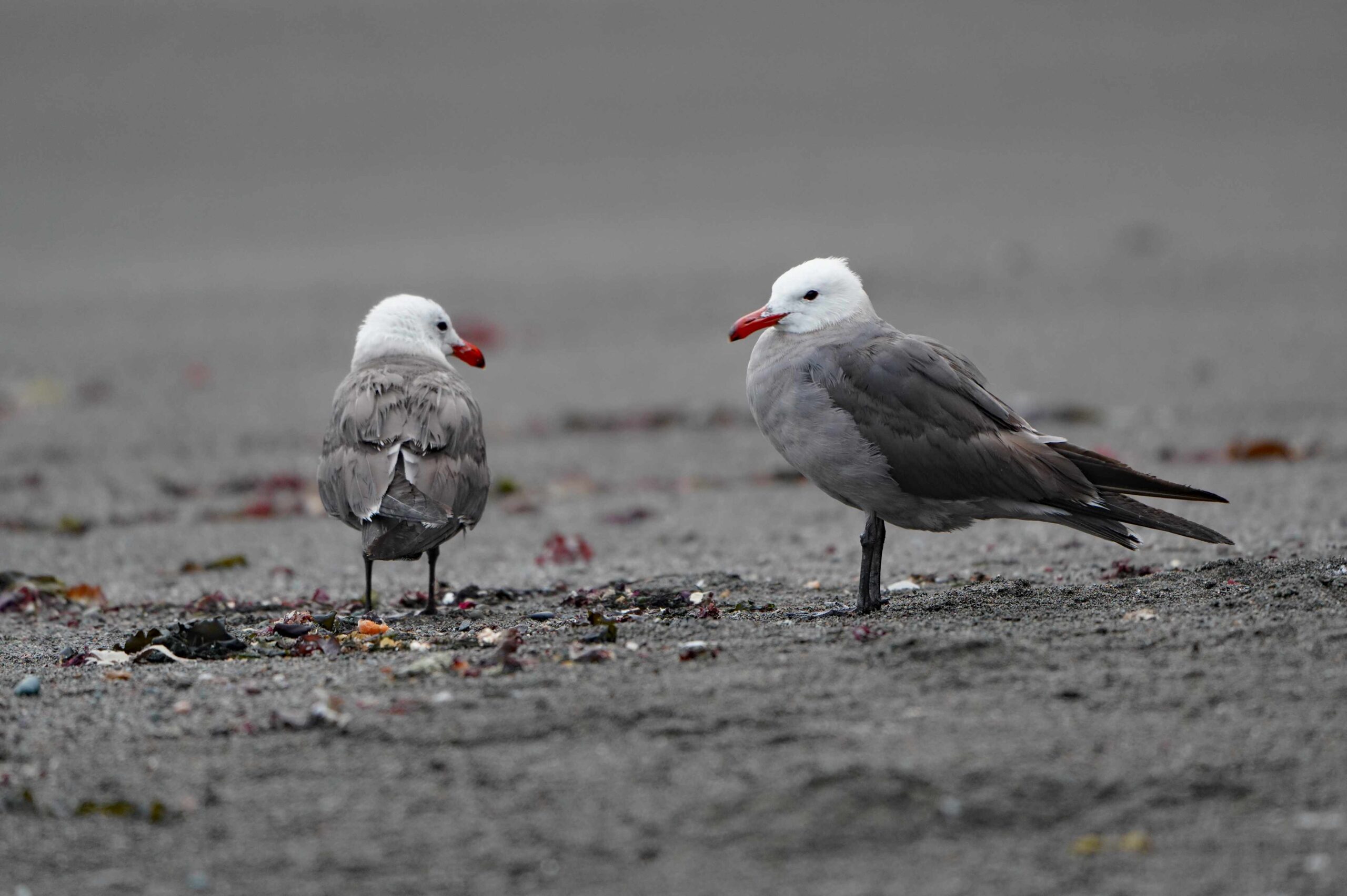 Heermann's Gulls