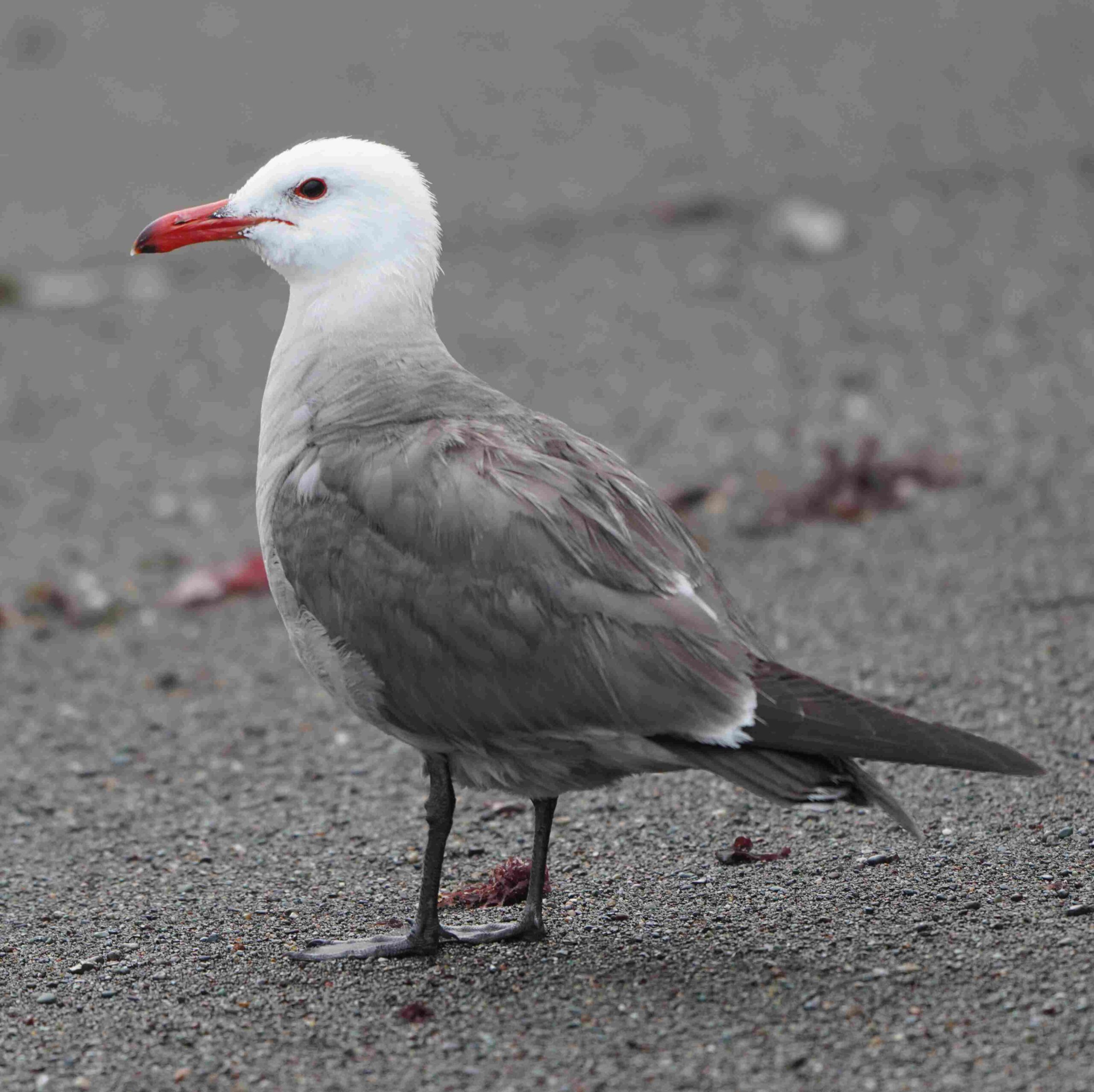 Heermann's Gull