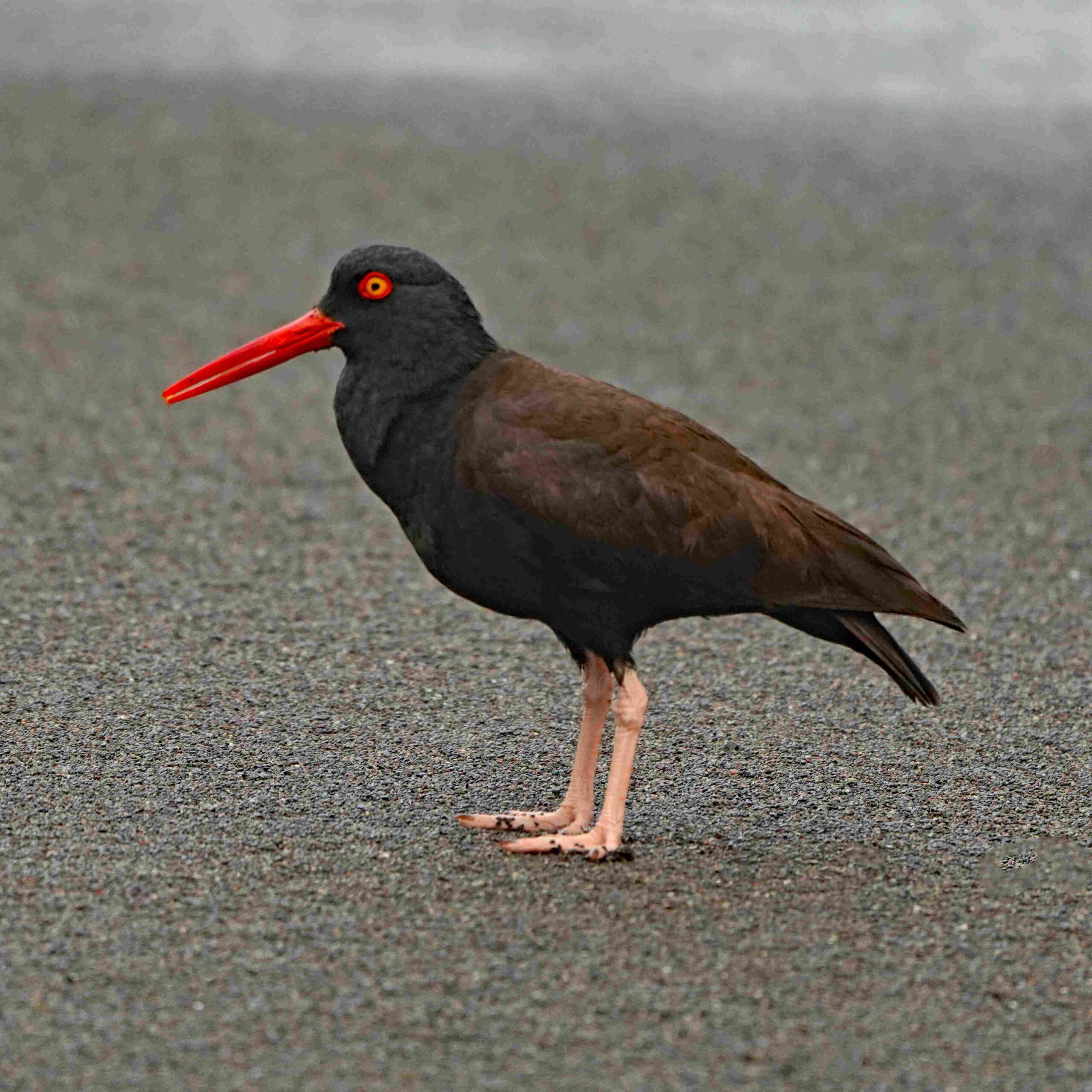 Black Oystercatcher