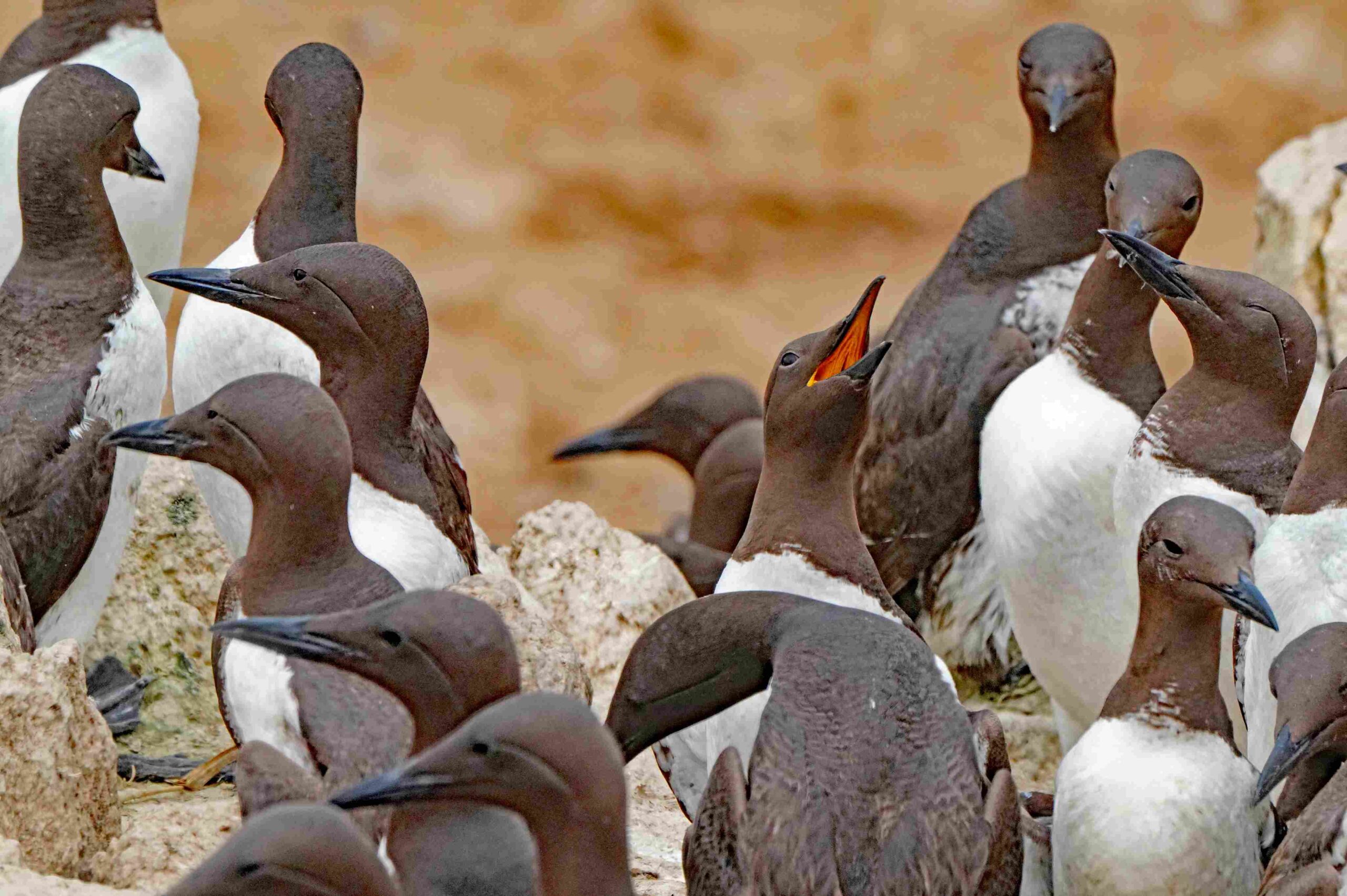 Common Murres