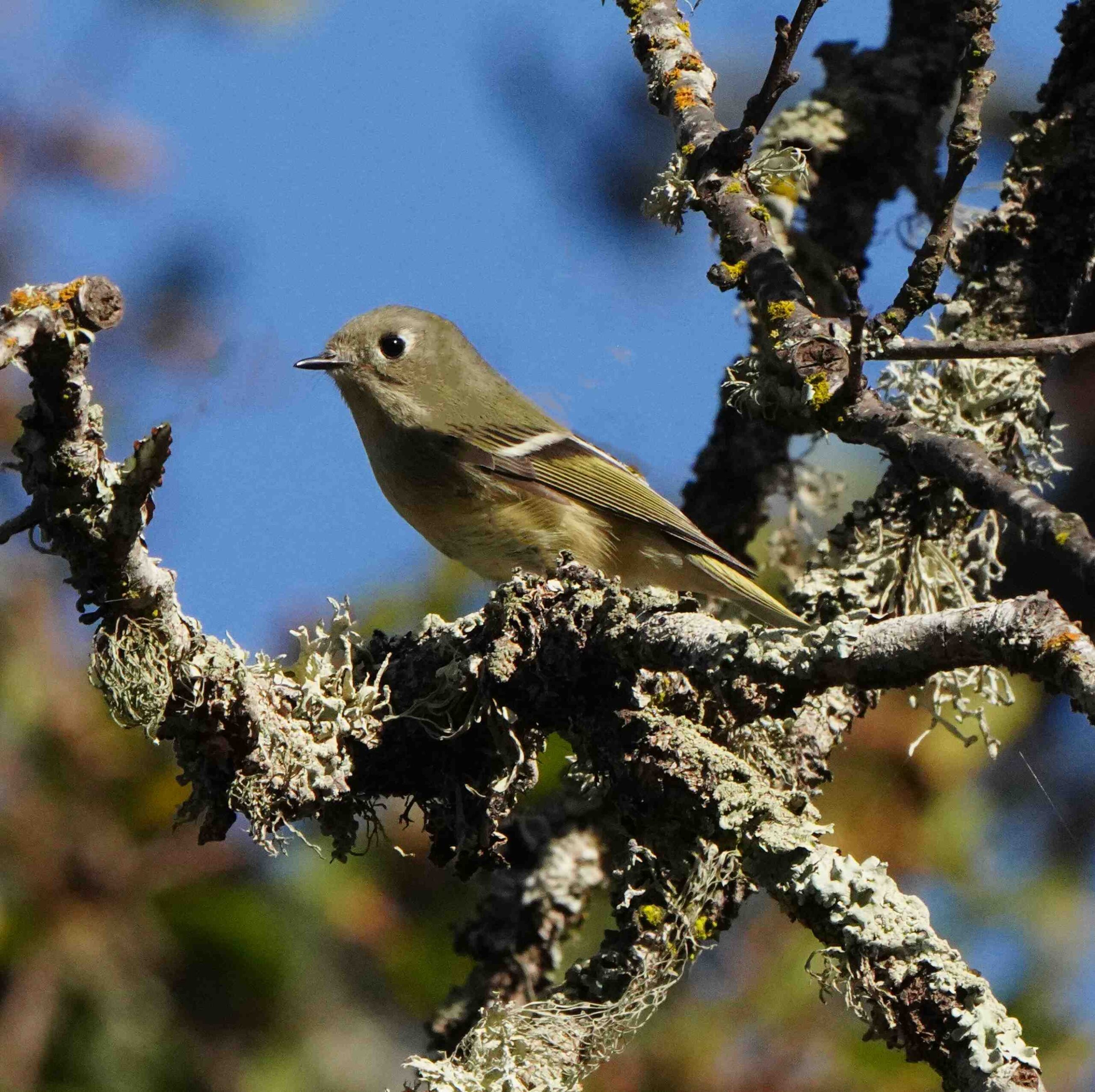 Ruby-crowned Kinglet