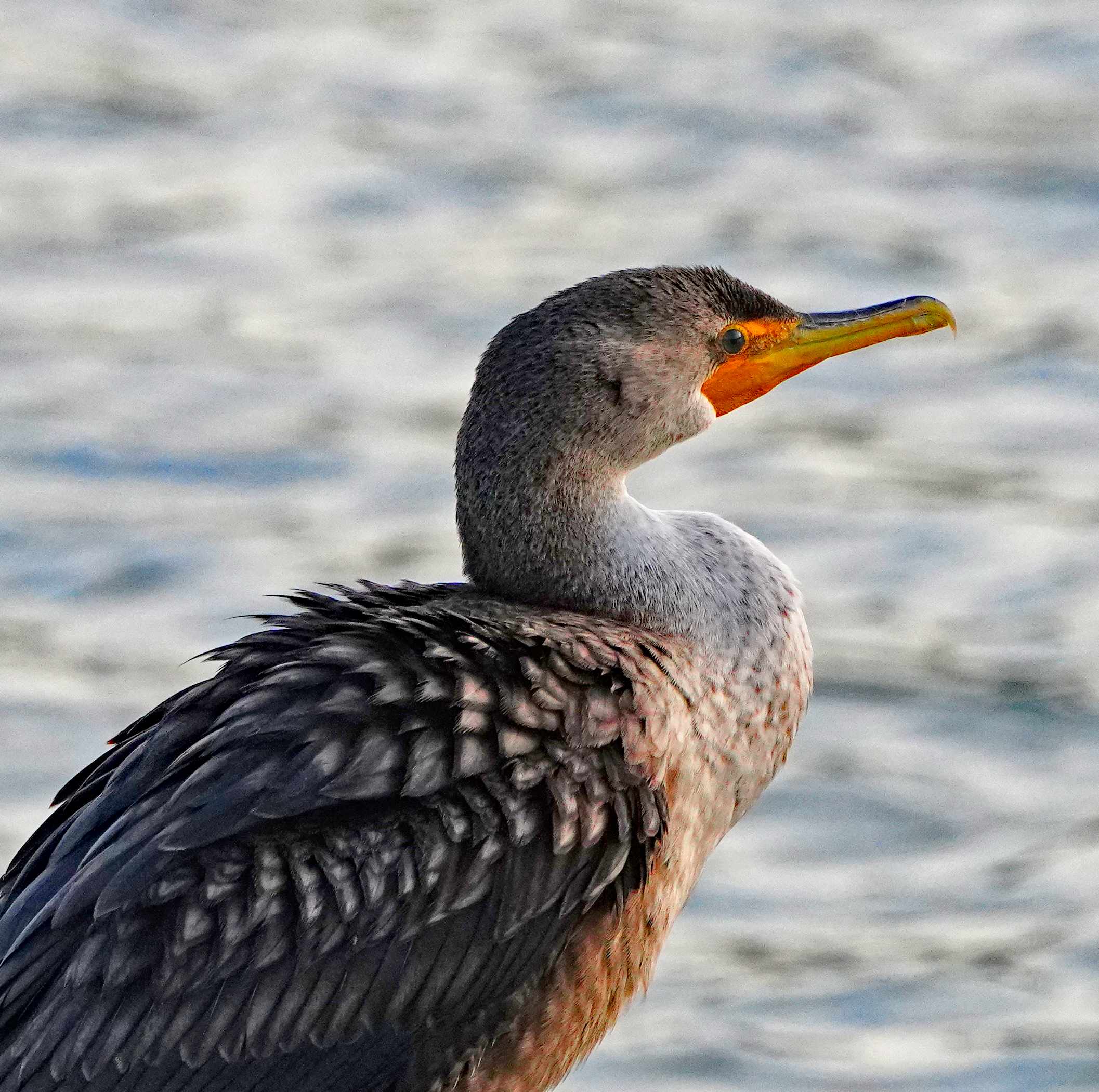 Double-crested Cormorant