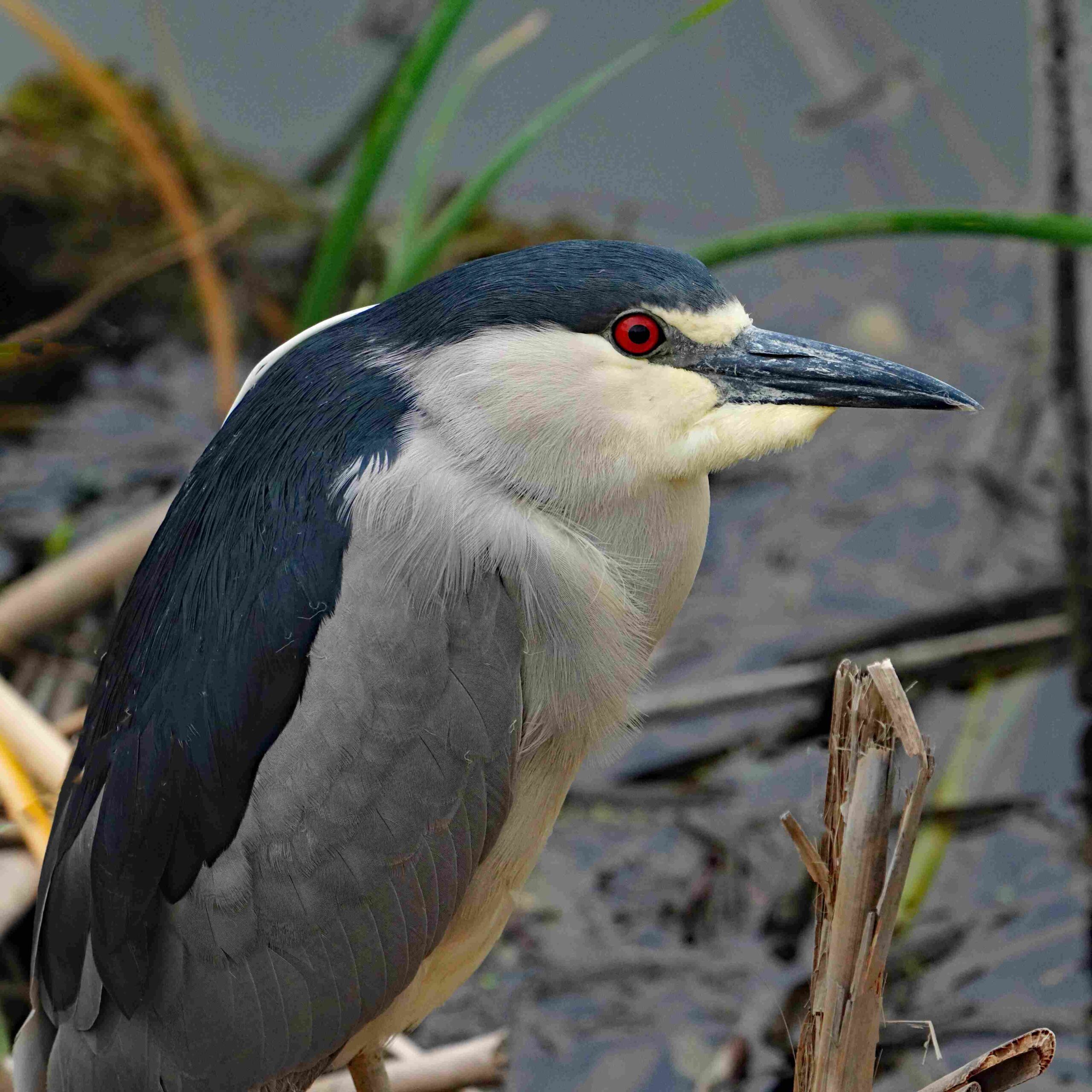 Black-crowned Night Heron