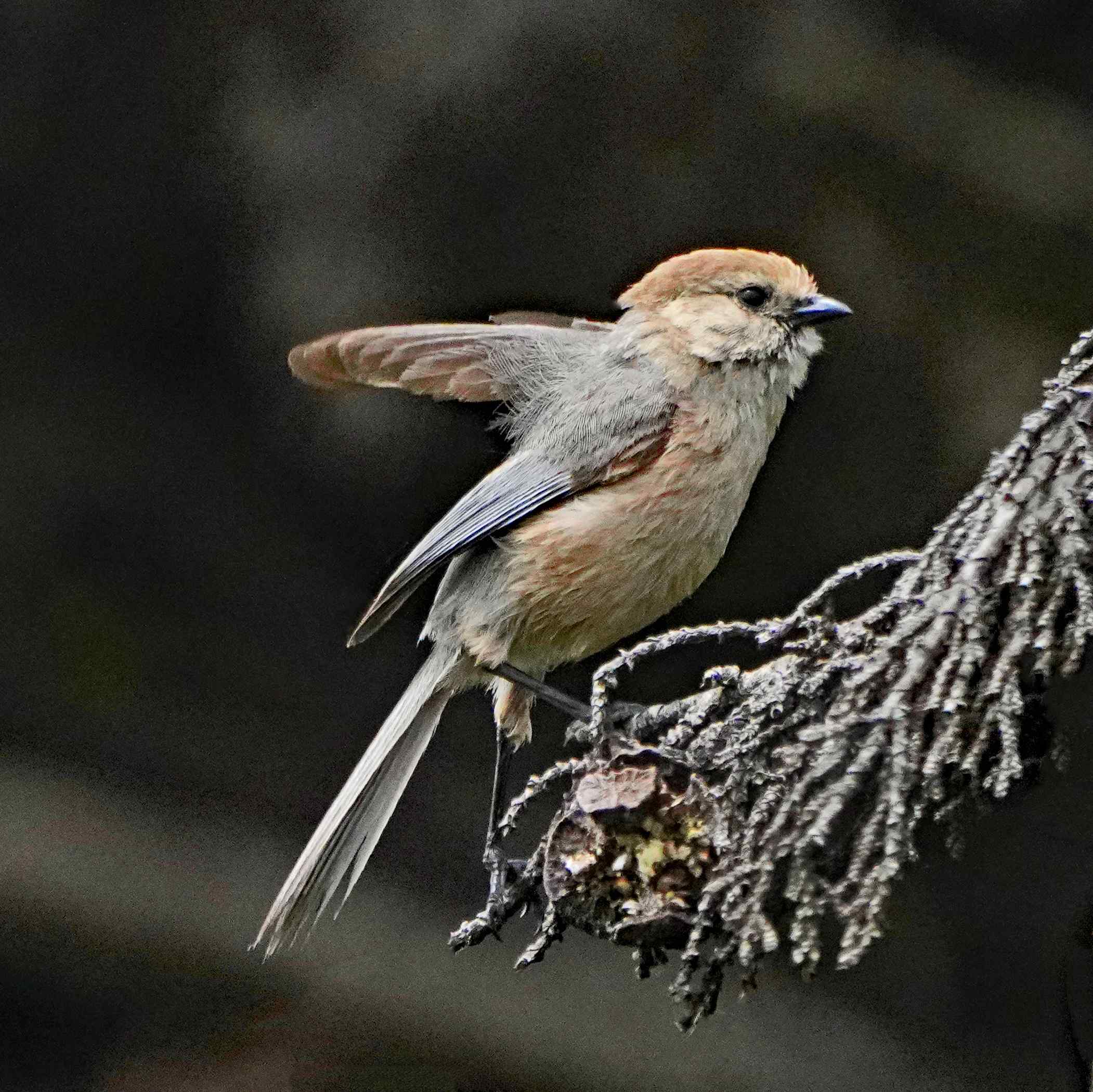 American Bushtit