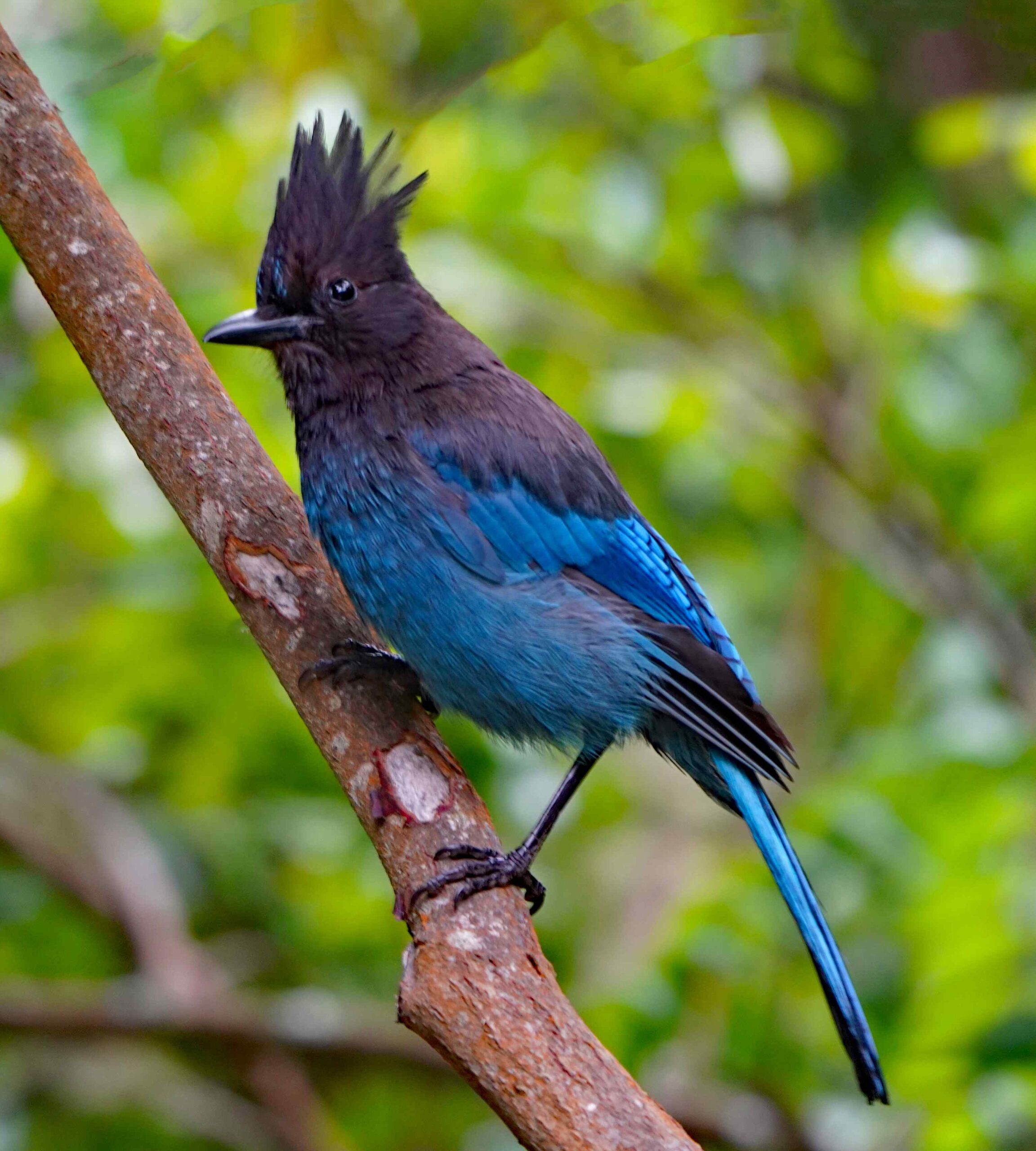 Steller's Jay