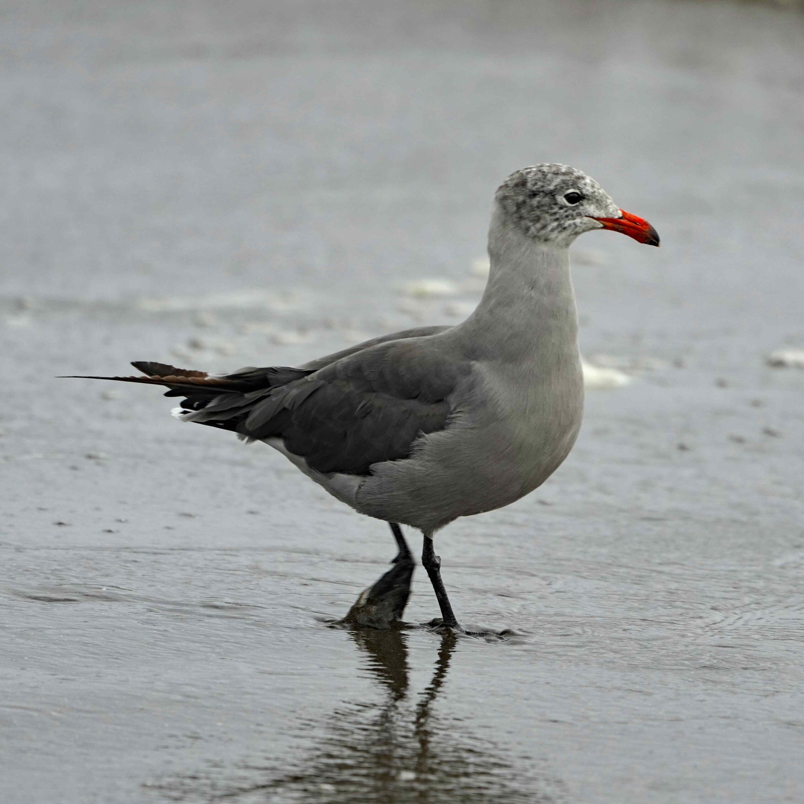 Heermann's Gull