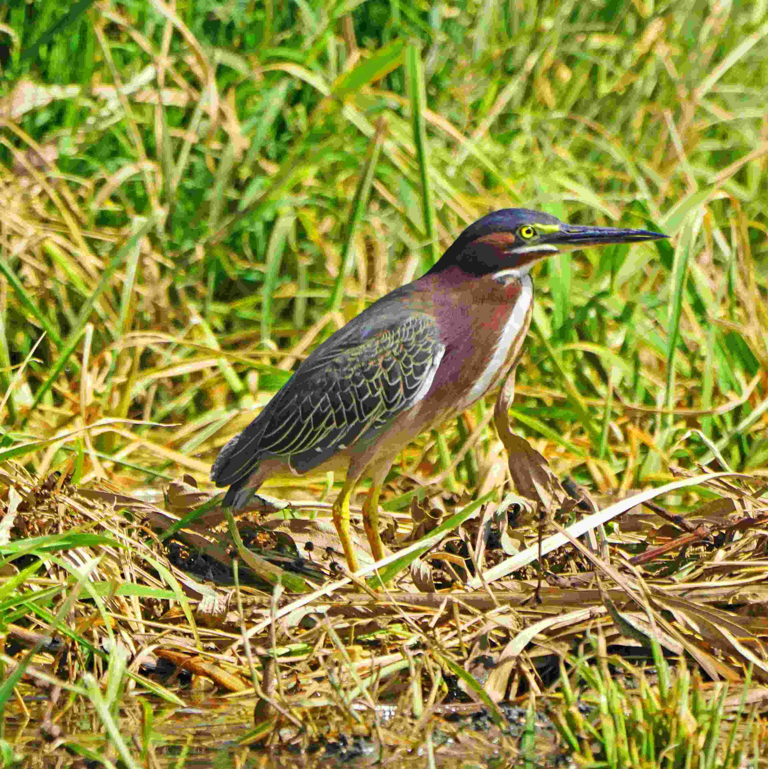 Green Heron