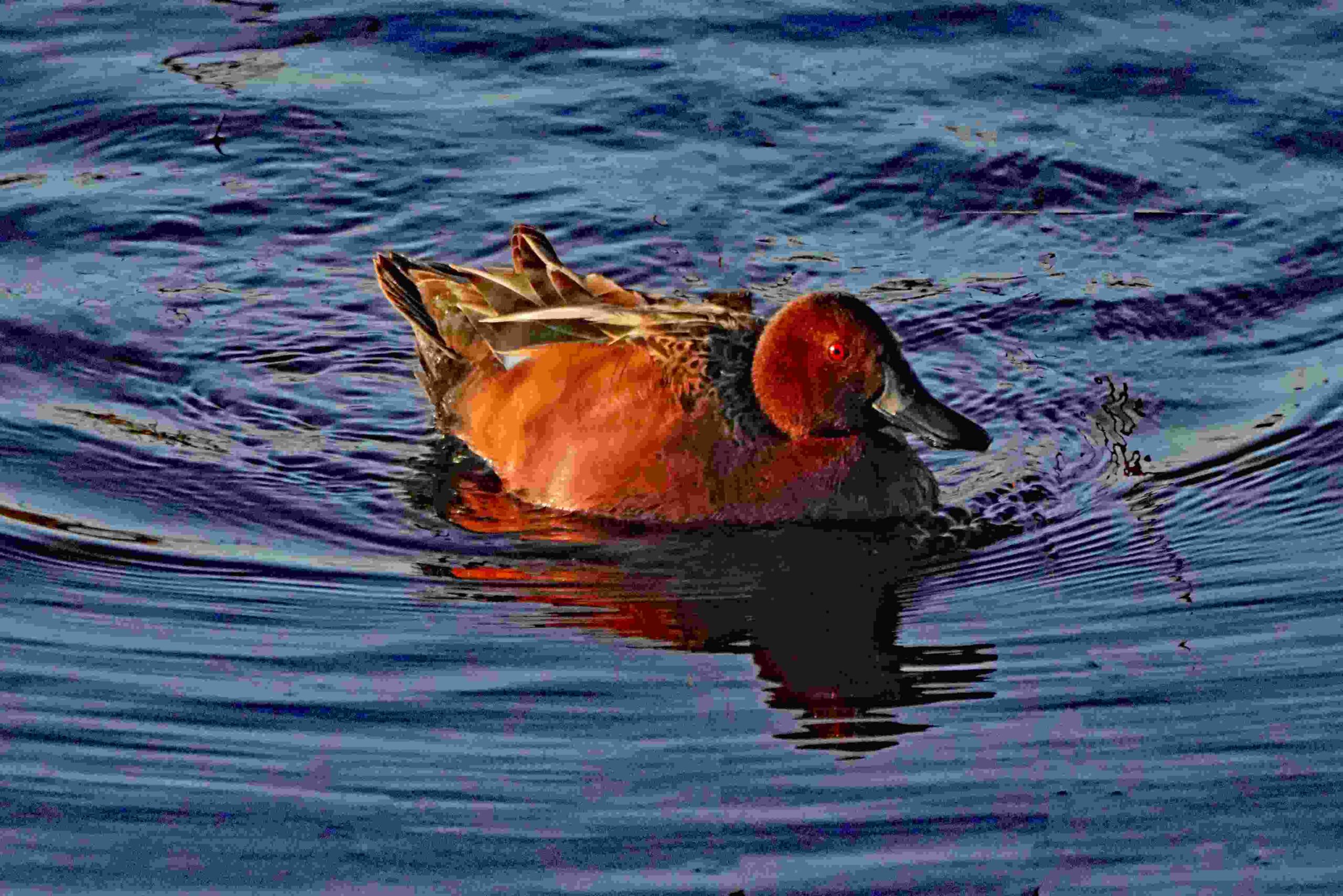 Cinnamon Teal