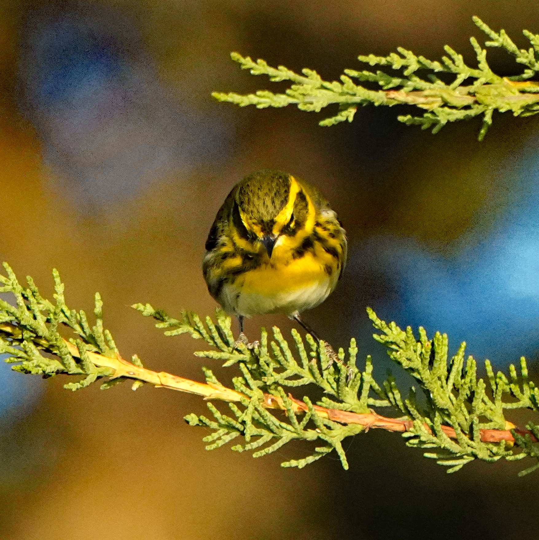 Townsend's Warbler