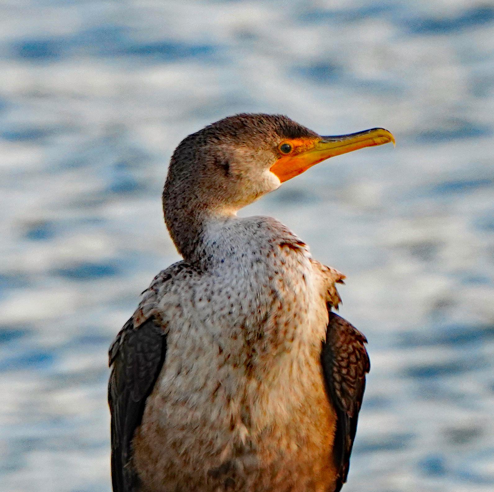 Double-crested Cormorant