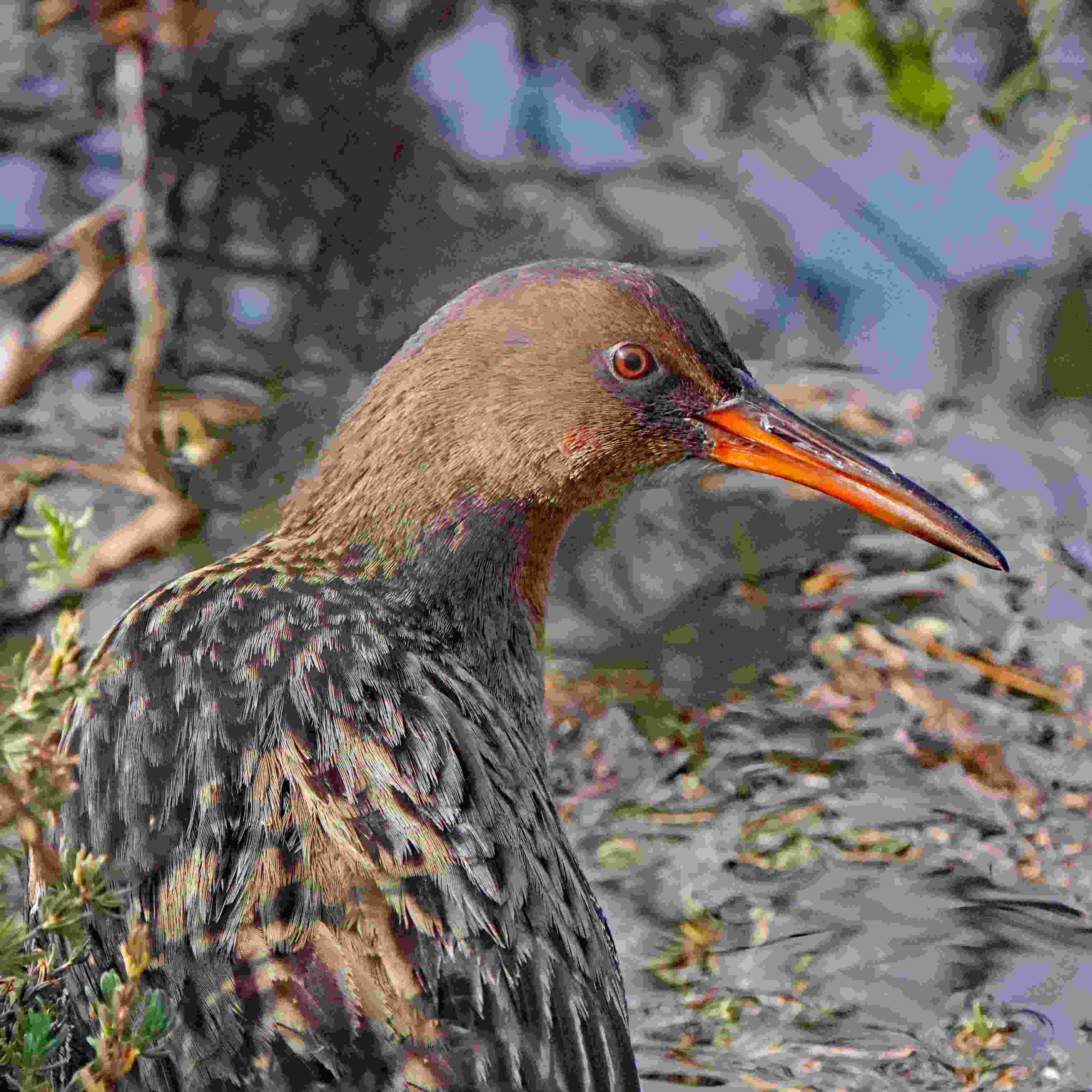 Ridgeway's Rail