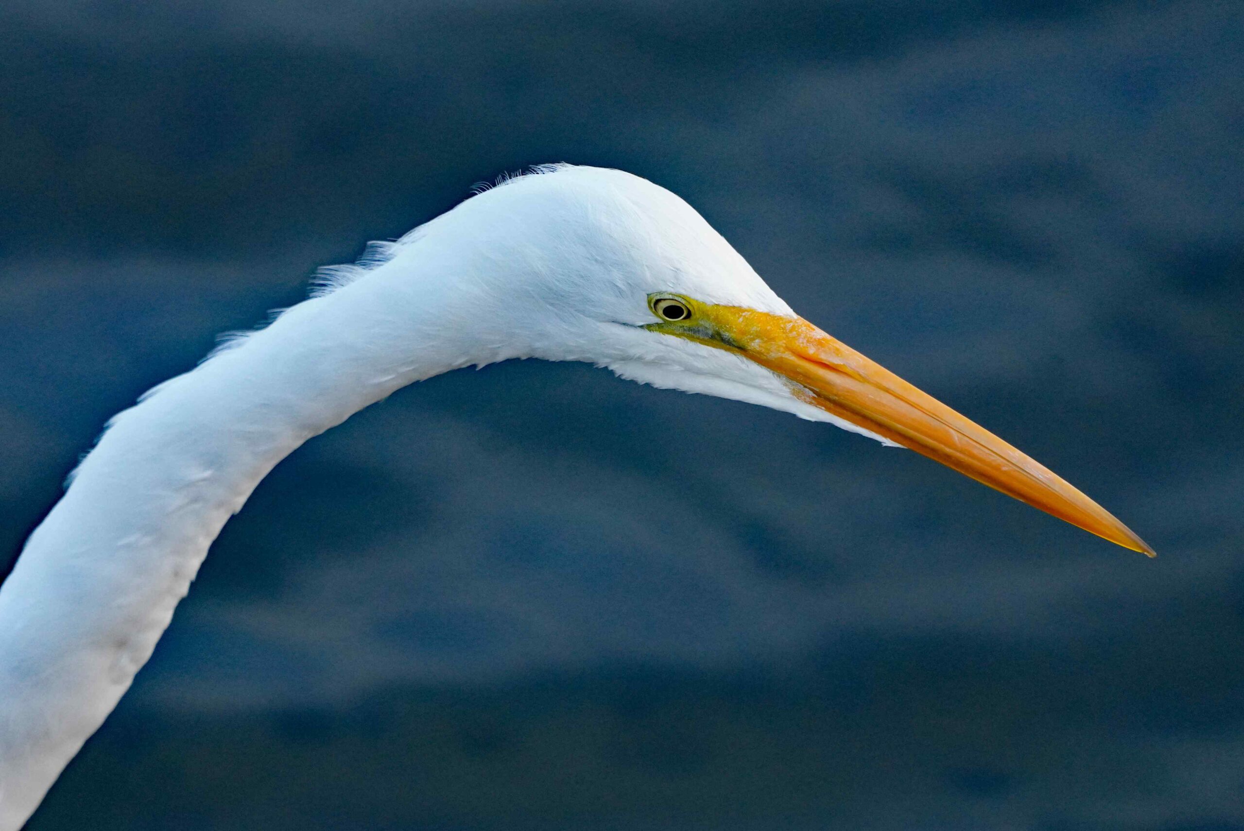 Great Egret