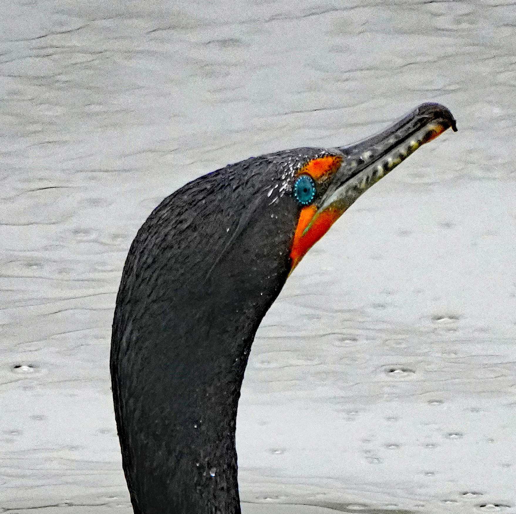 Double-crested Cormorant
