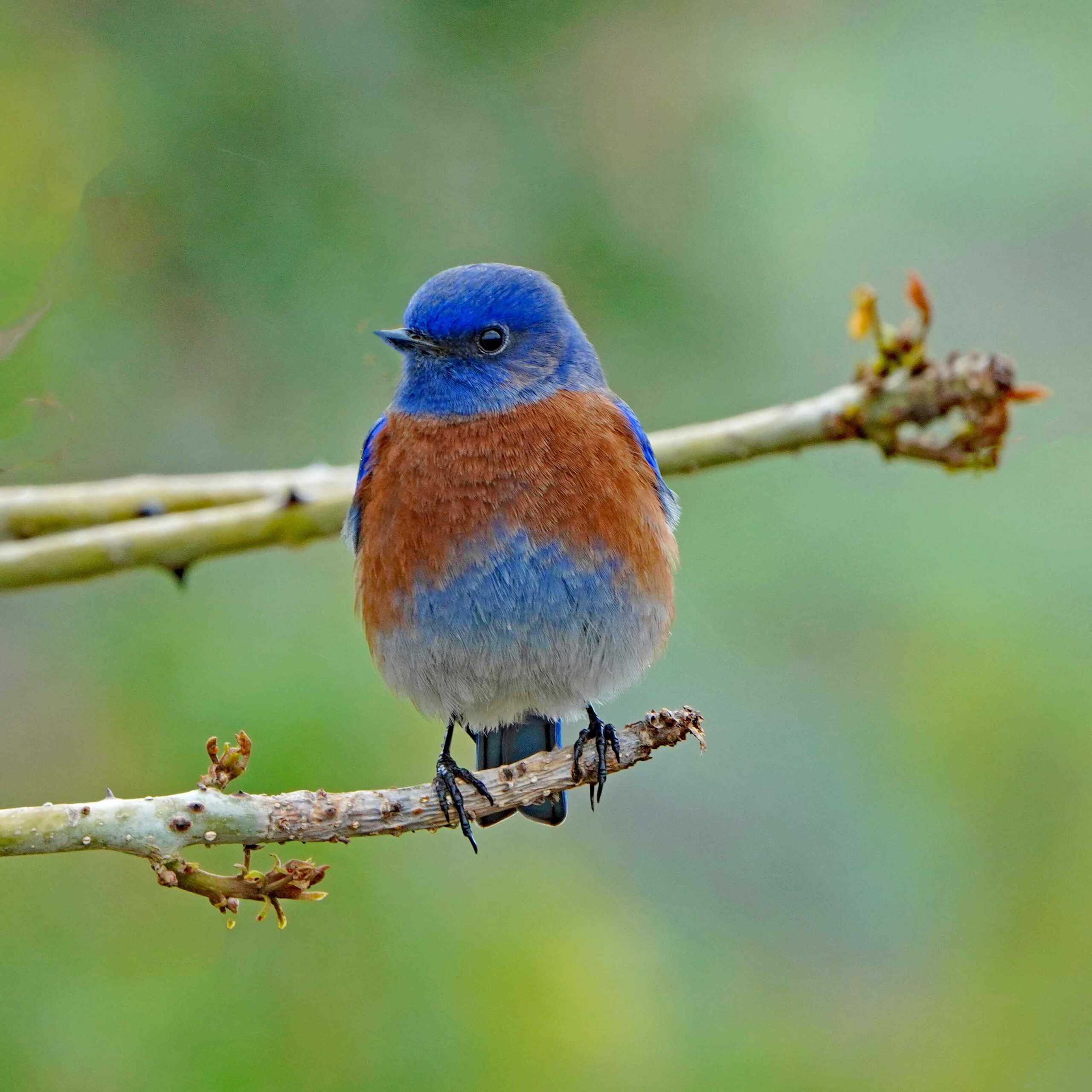 Western Bluebird
