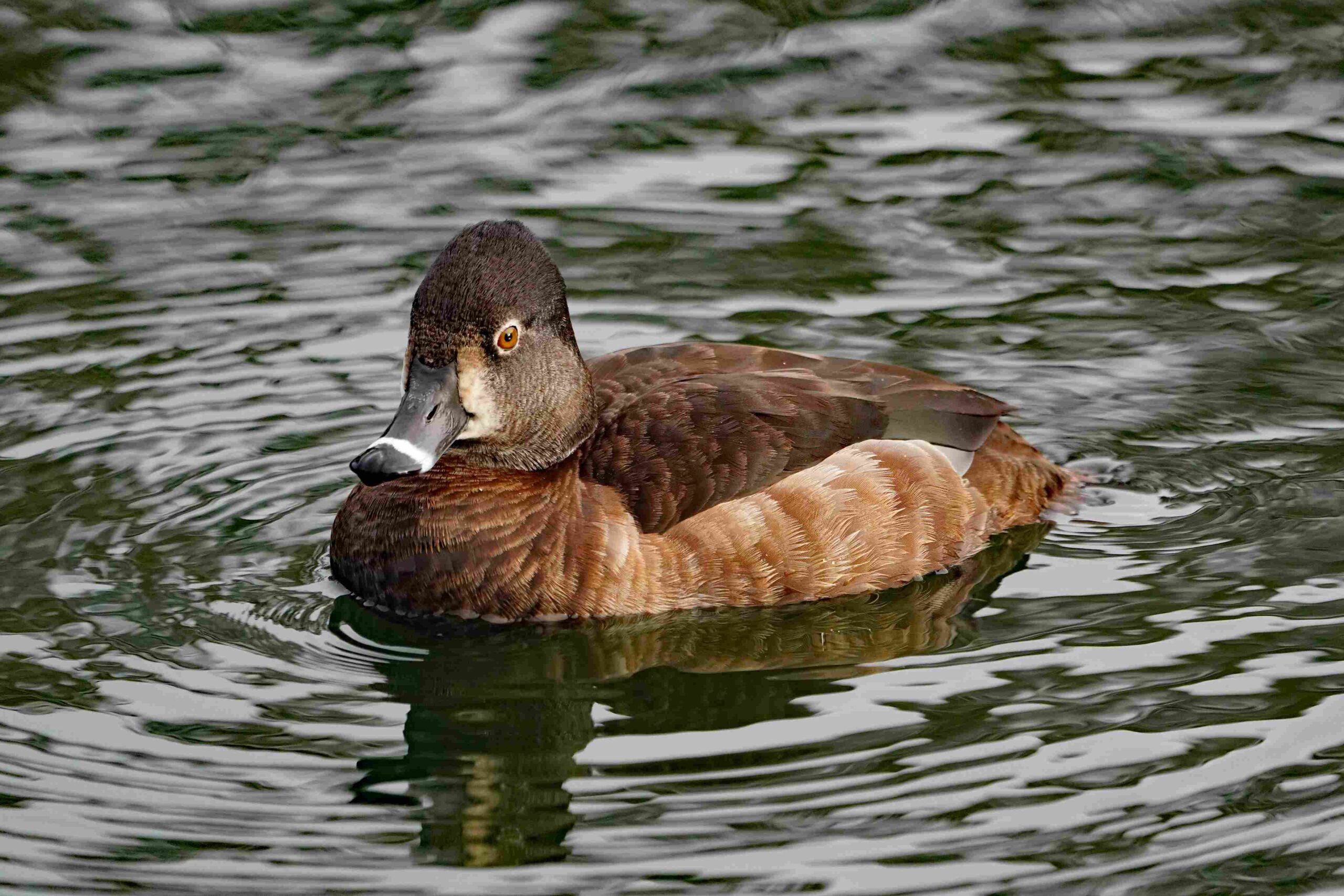Ring-necked Duck
