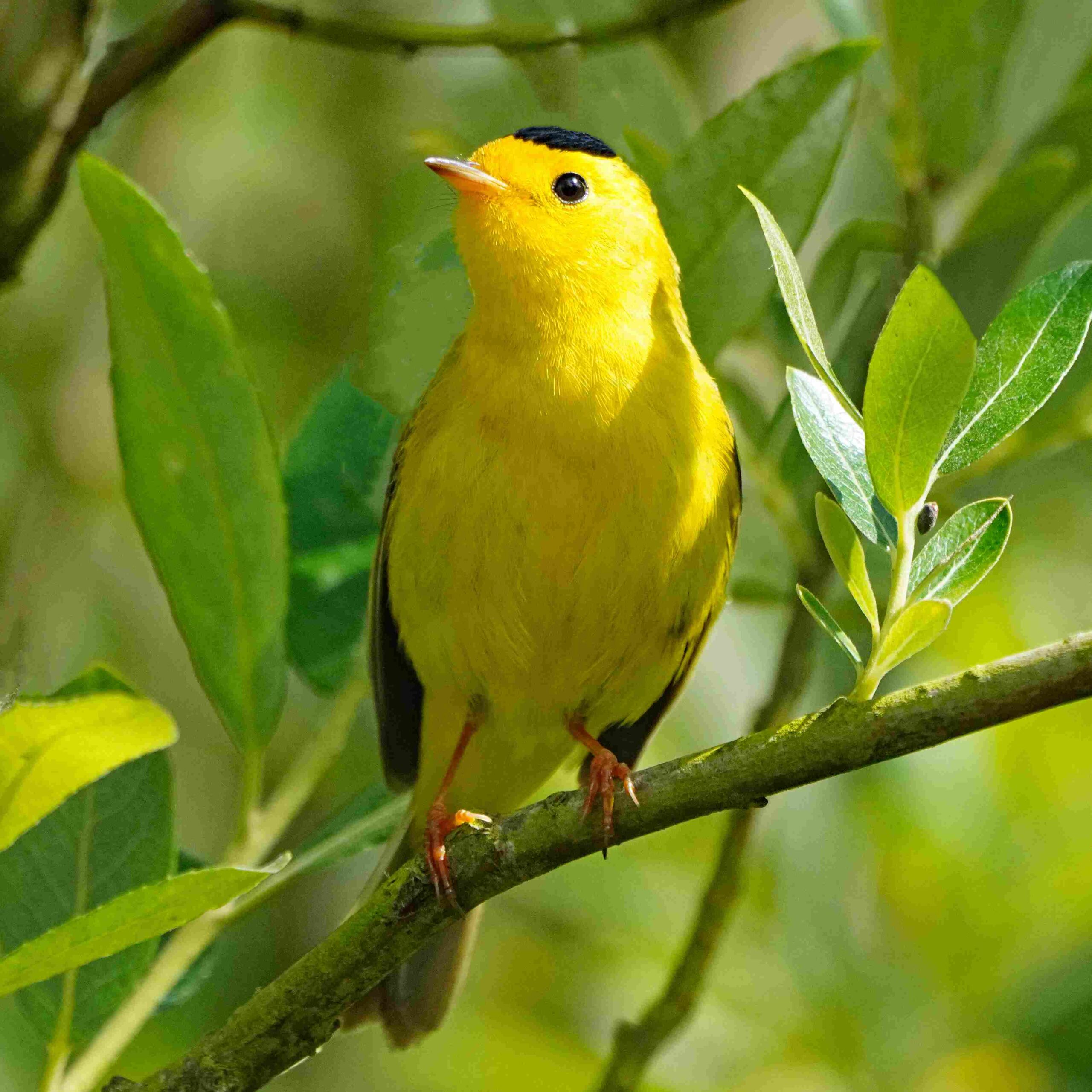 Wilson's Warbler