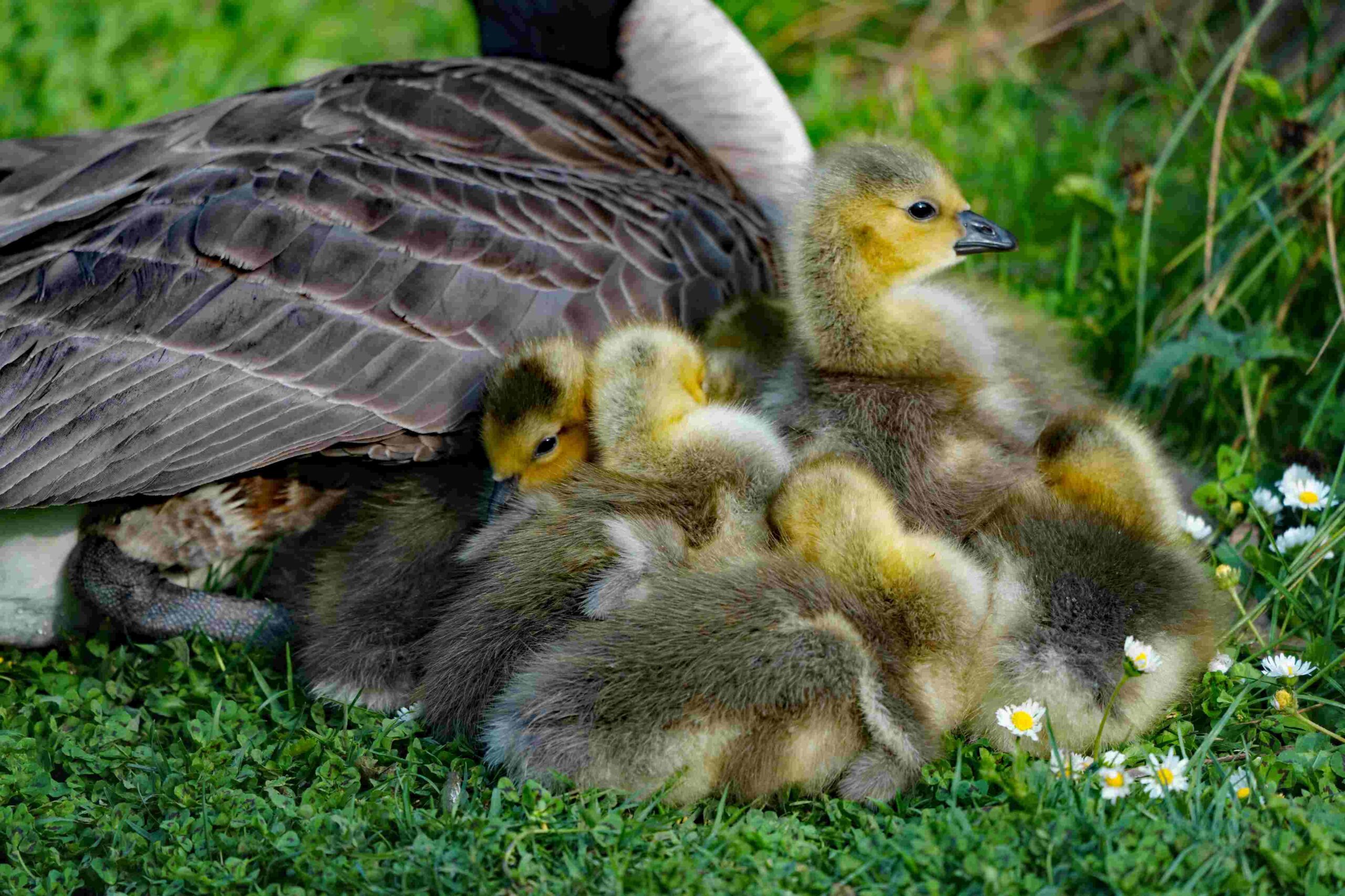 Canada Goose and Goslings