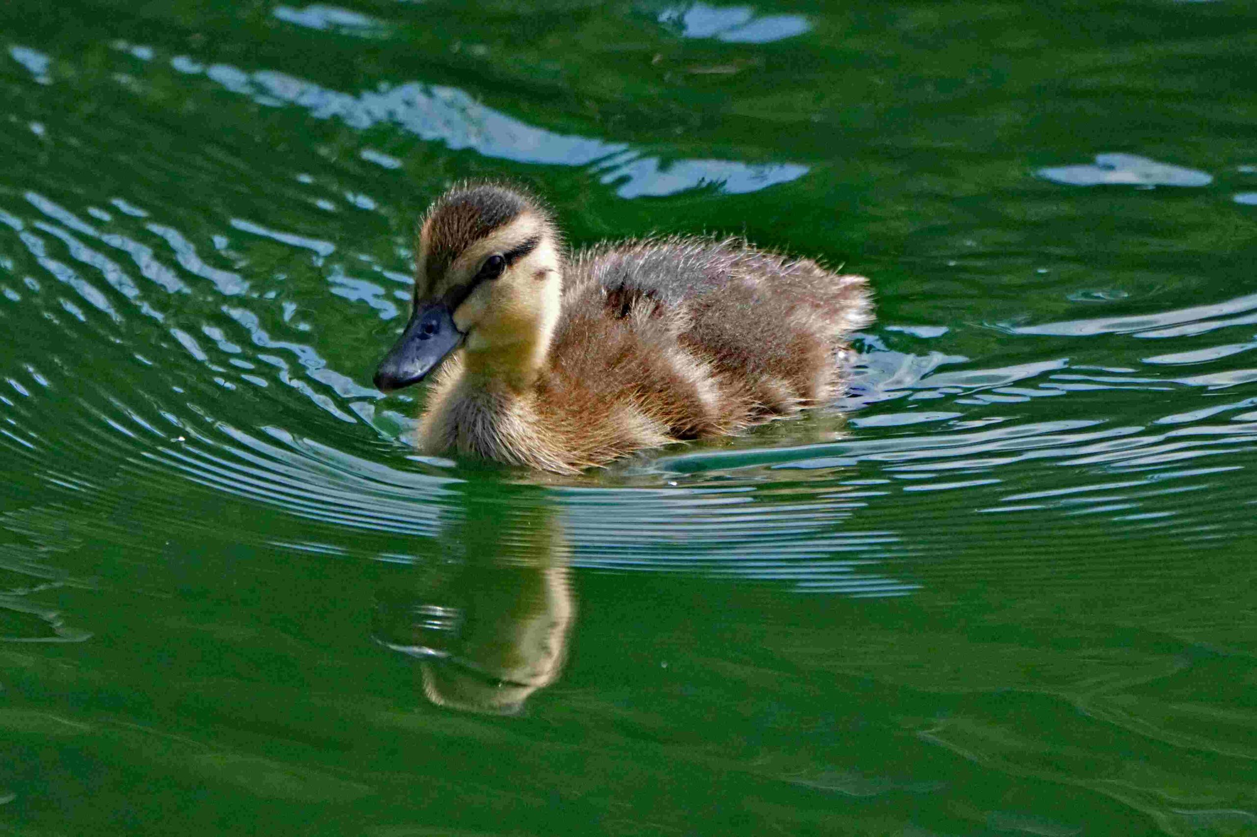 Mallard Duckling