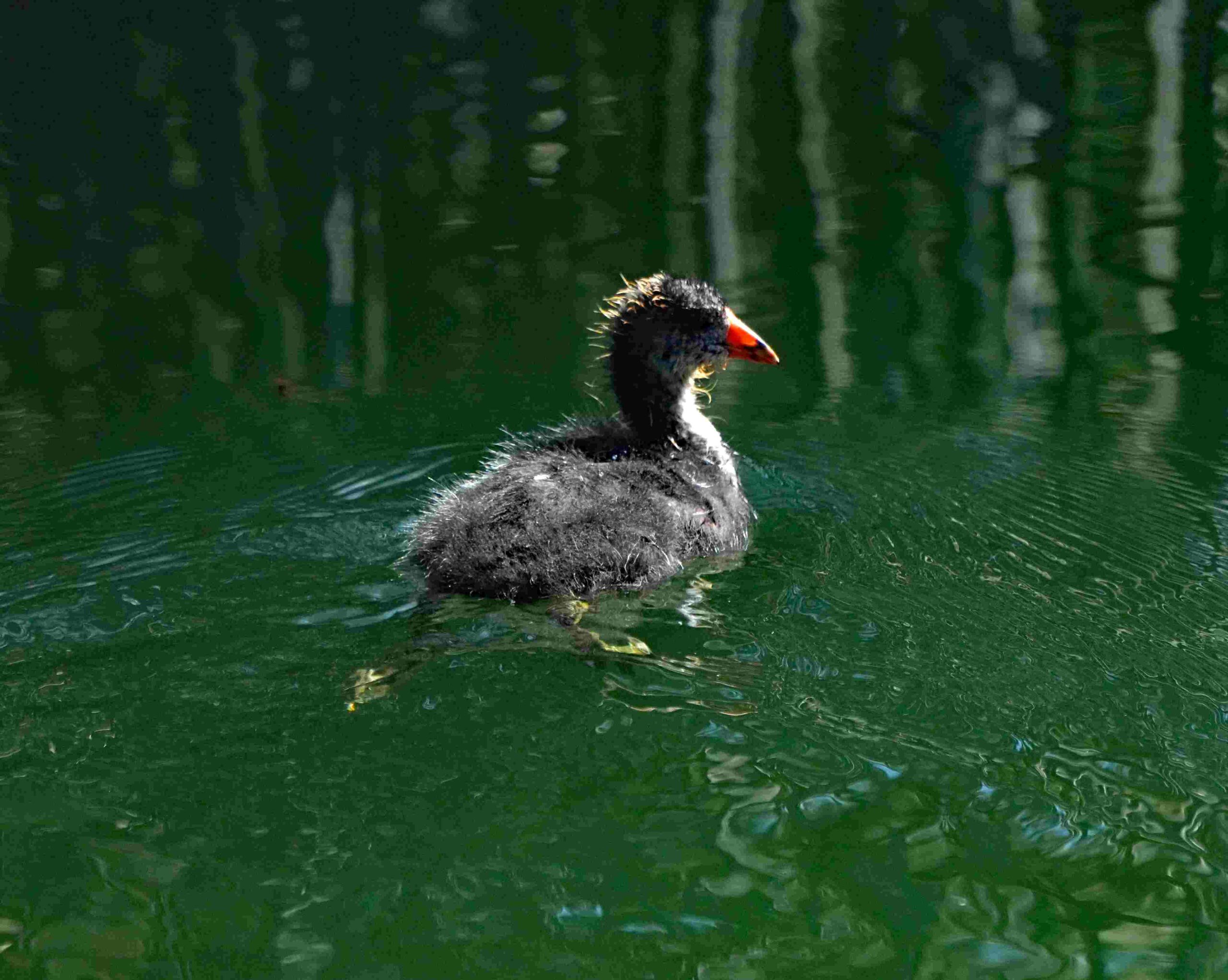 American Coot Chick
