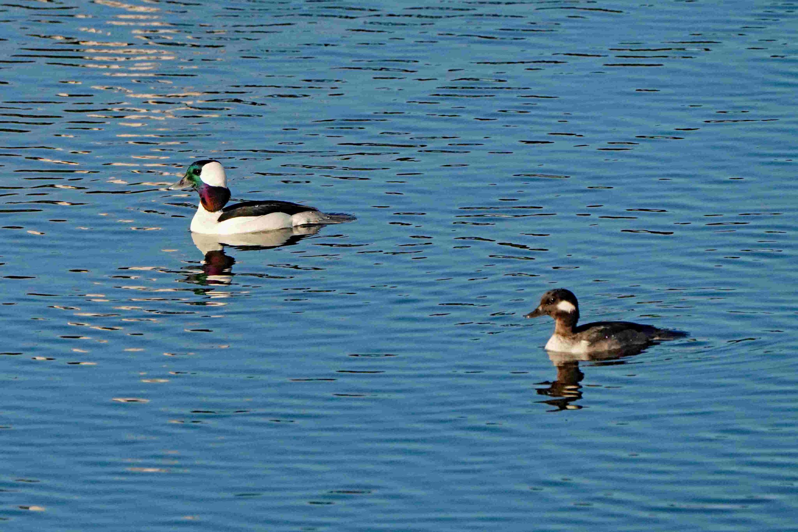 Buffleheads