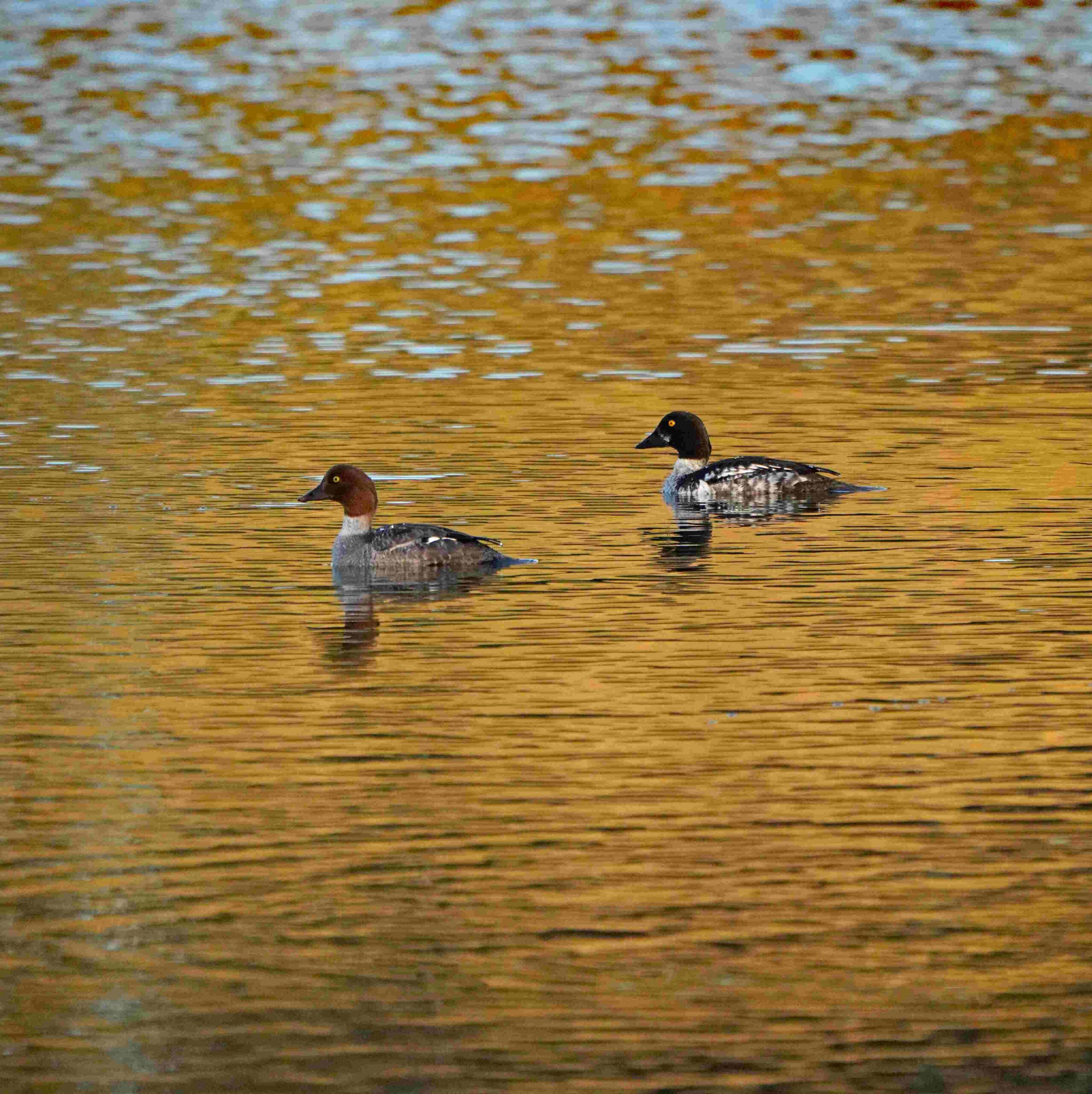 Common Goldeneye