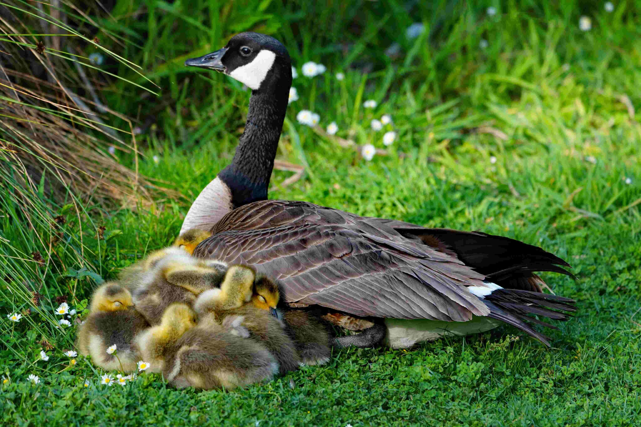 Canada Goose and Goslings