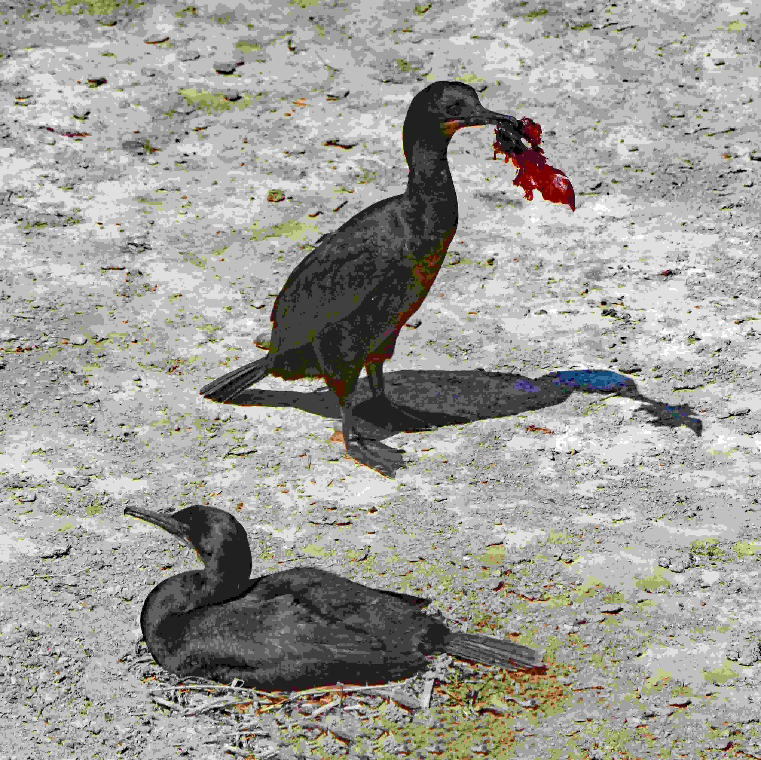 Brandt's Cormorants