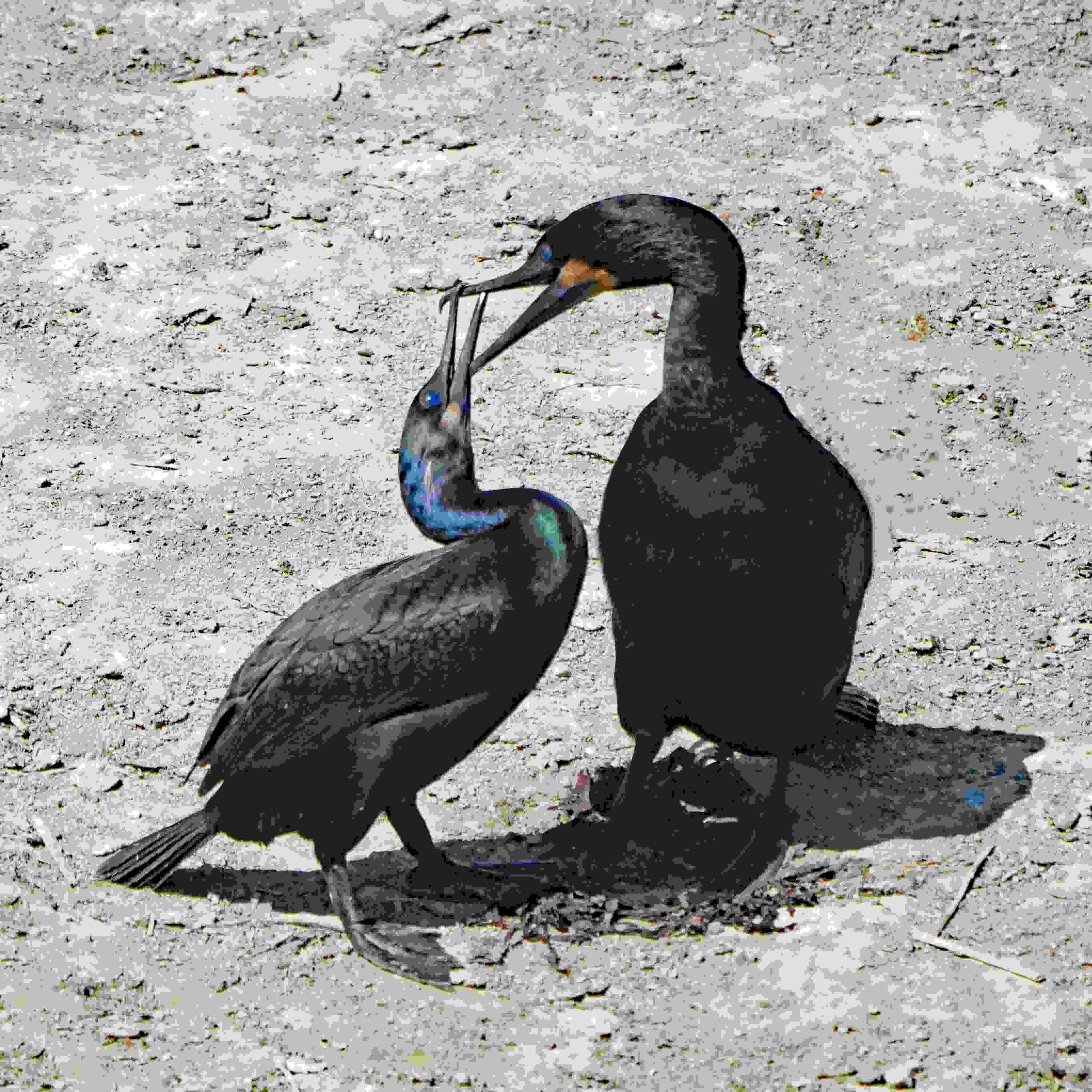 Brandt's Cormorants