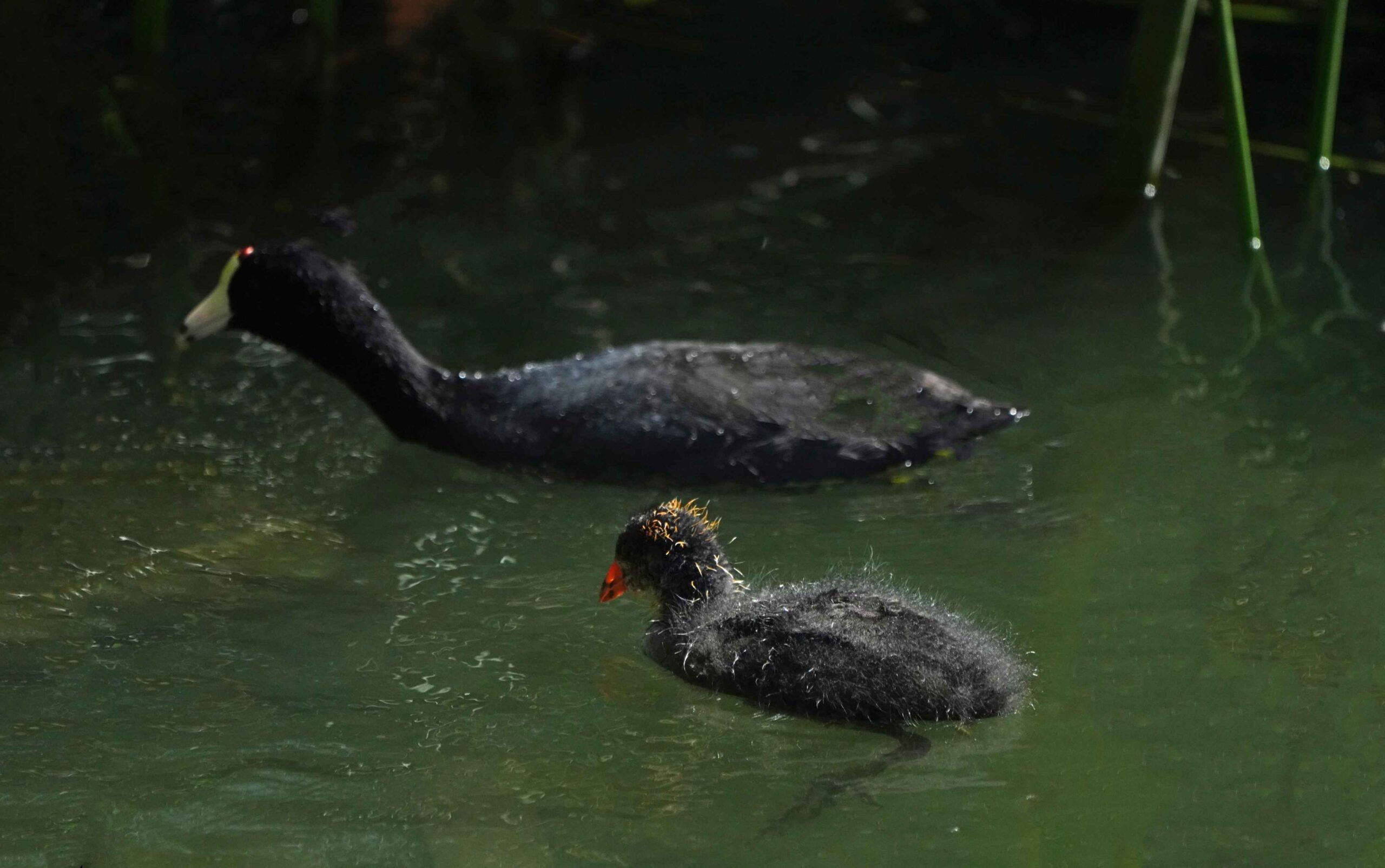 American Coot and Chick