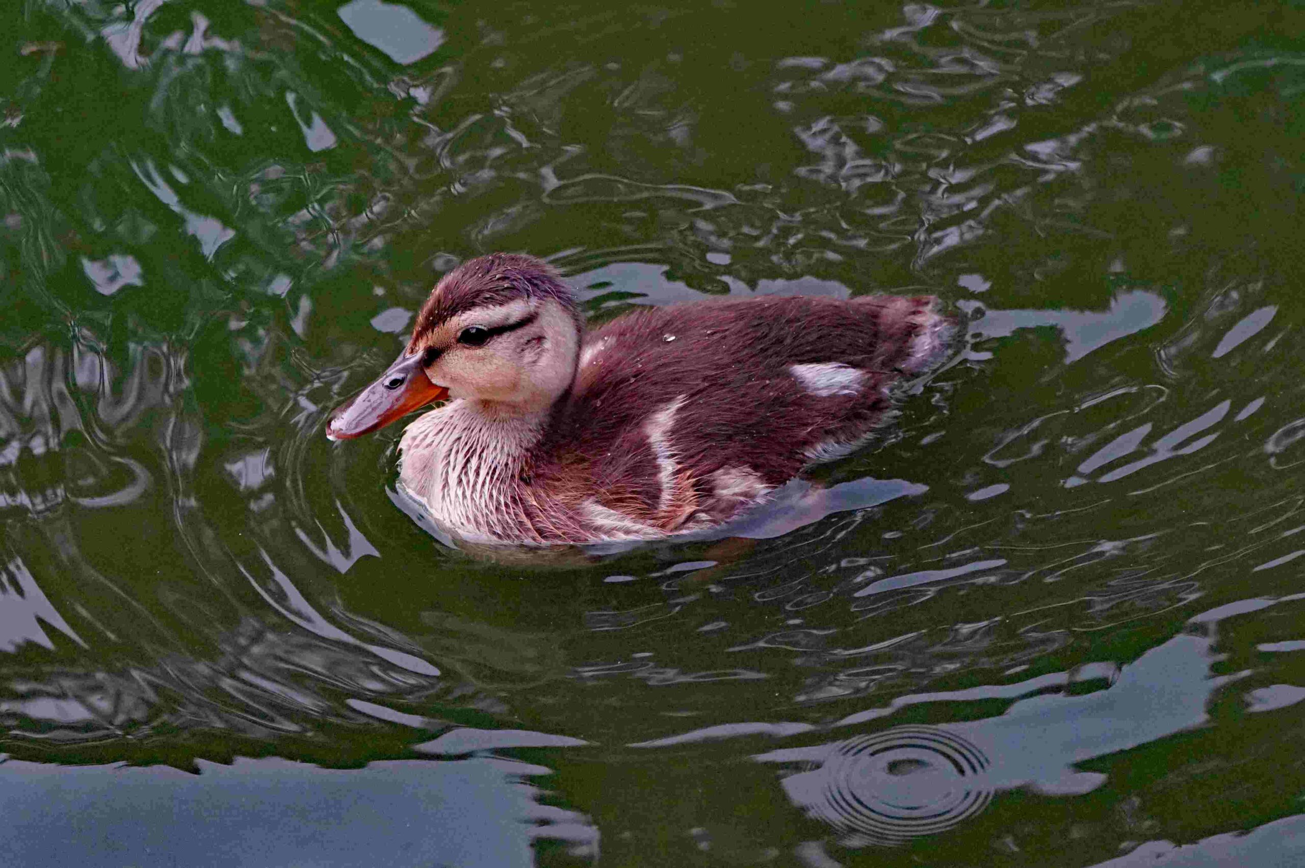 Mallard Chick