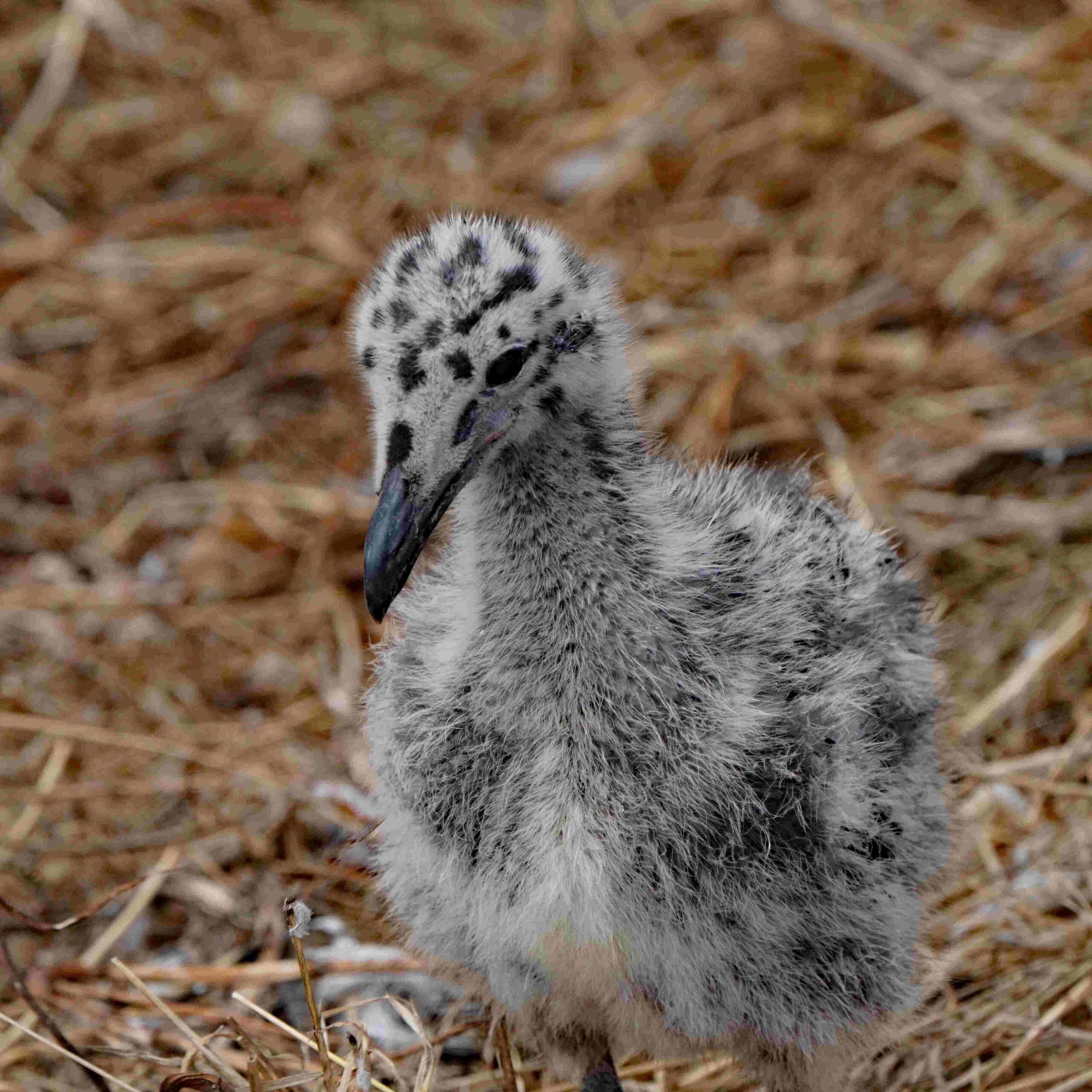 Western Gull Chick