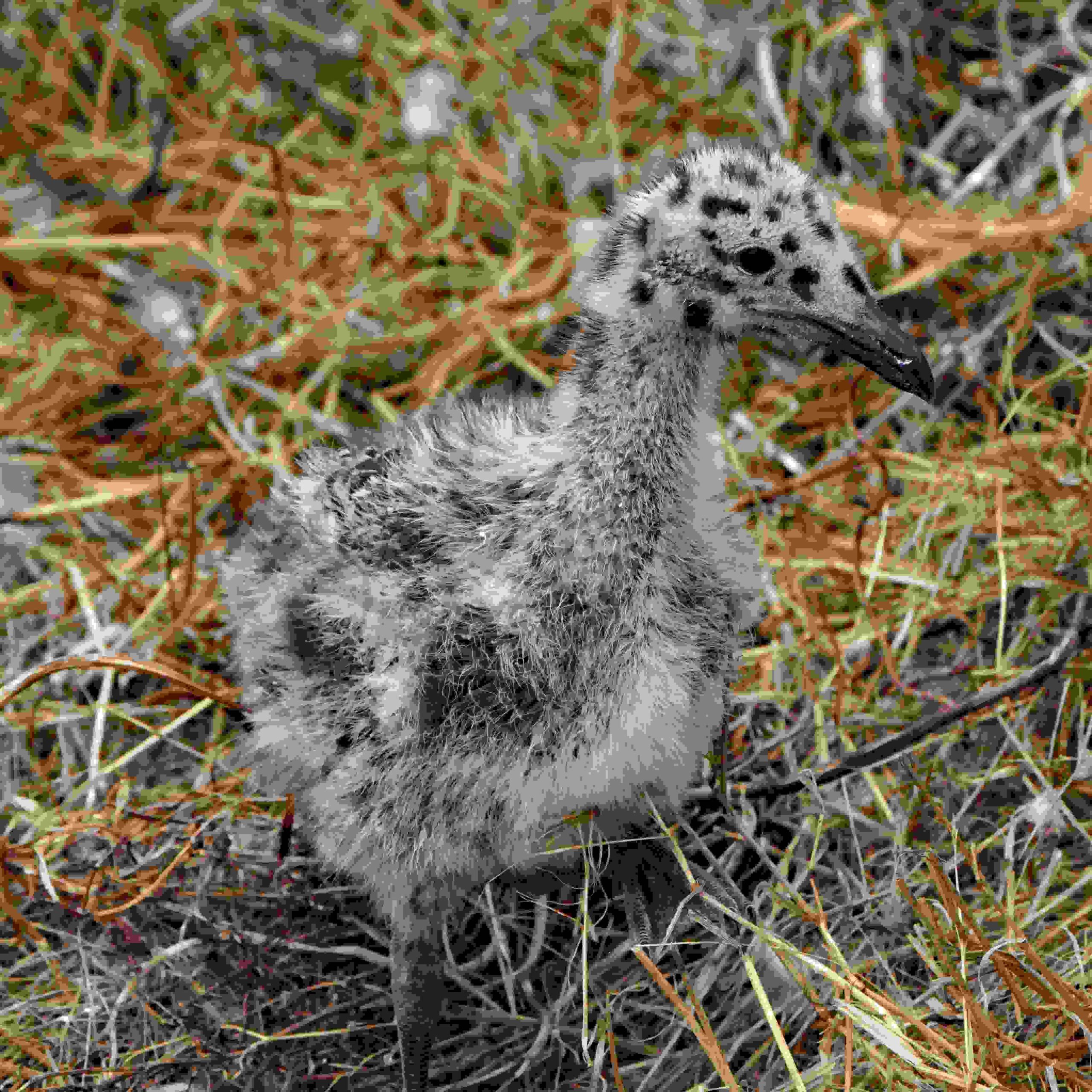 Western Gull Chick