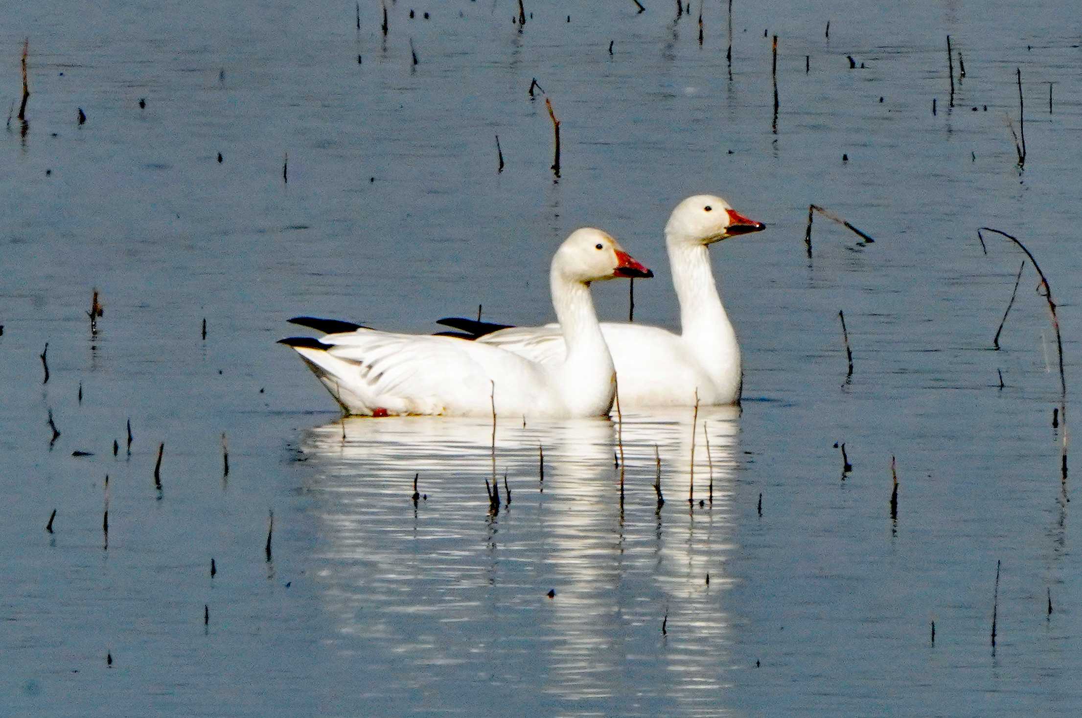 Snow Geese
